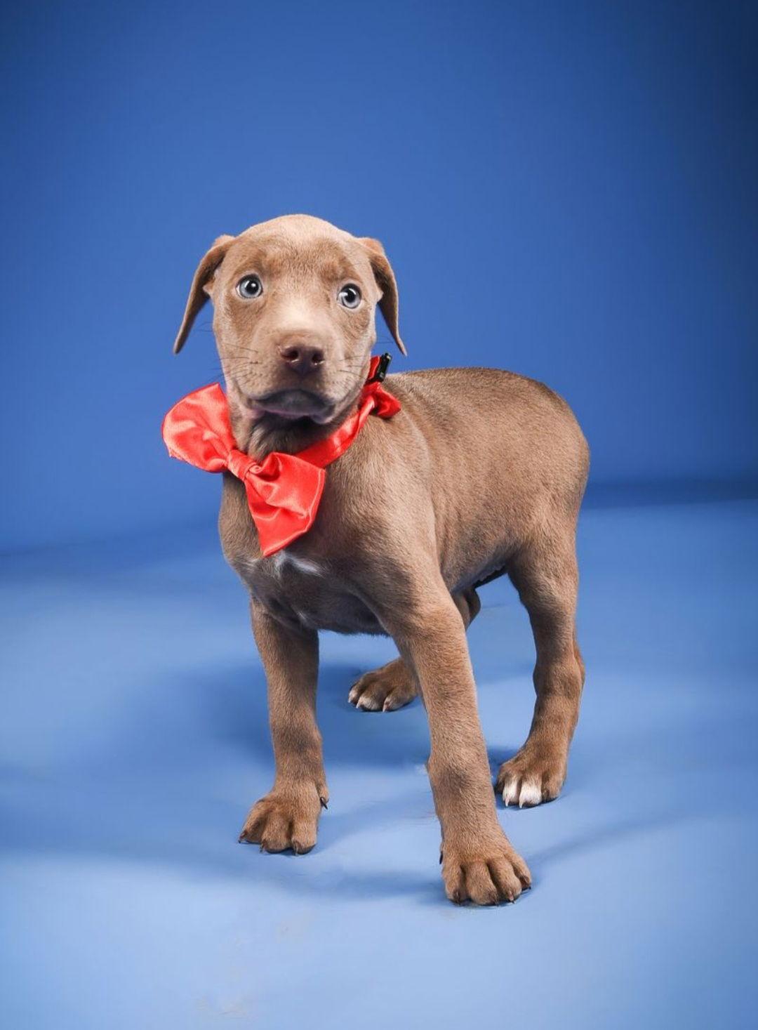 Sylvia-adoption pending!, Adoptable, Puppy Female Doberman Pinscher.