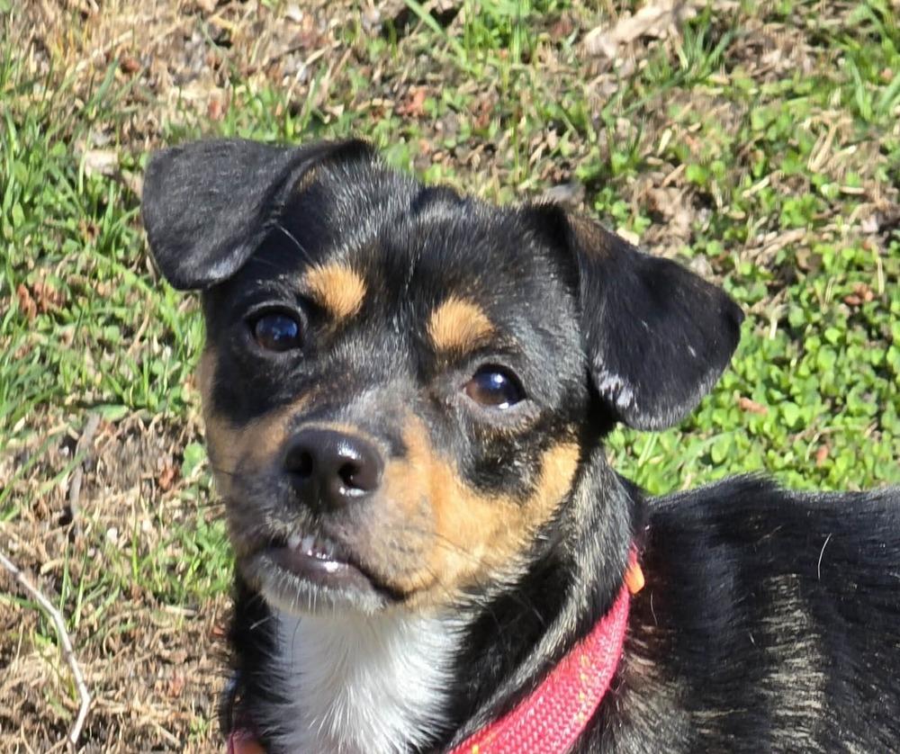 Enlarge Beth, a Adoptable mixed breed in Anoka, MN image 1/1