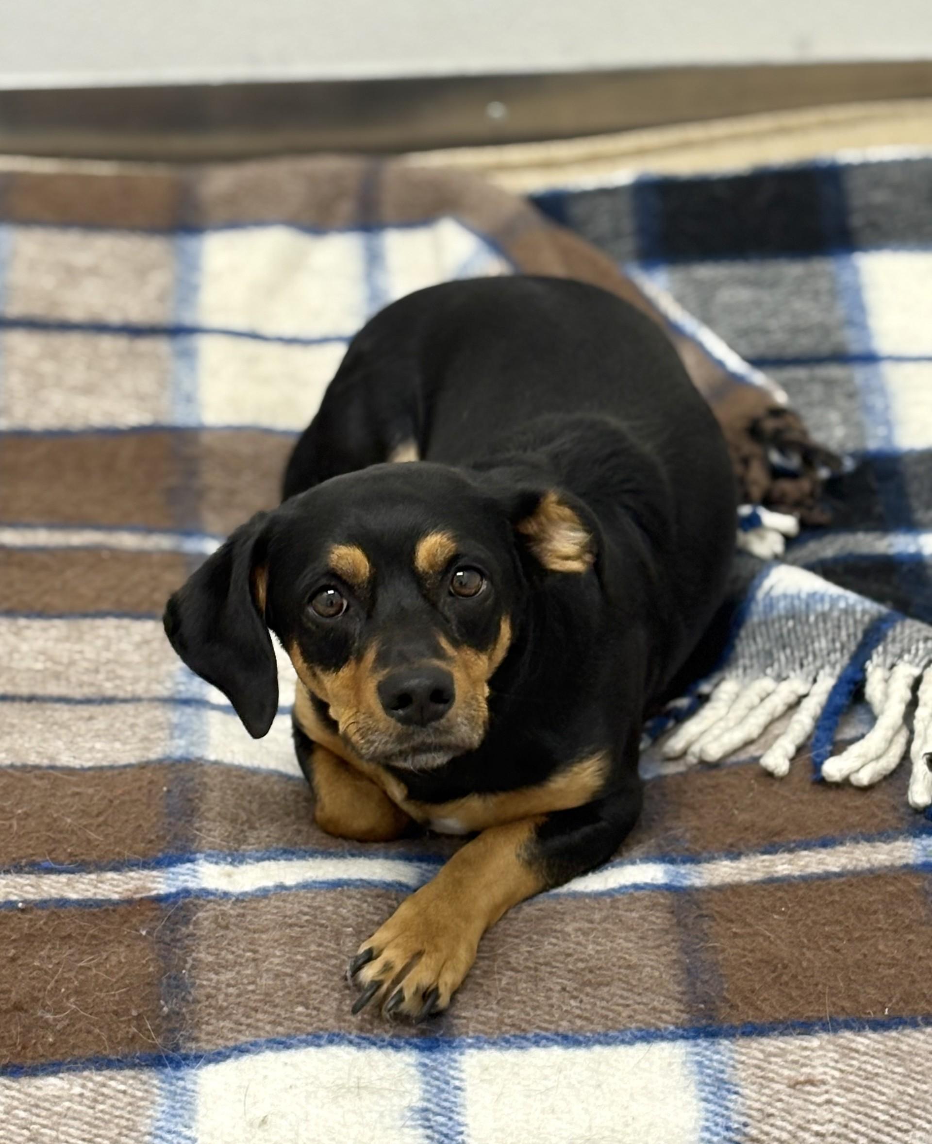 Max, Adopted, Adult Male Dachshund.