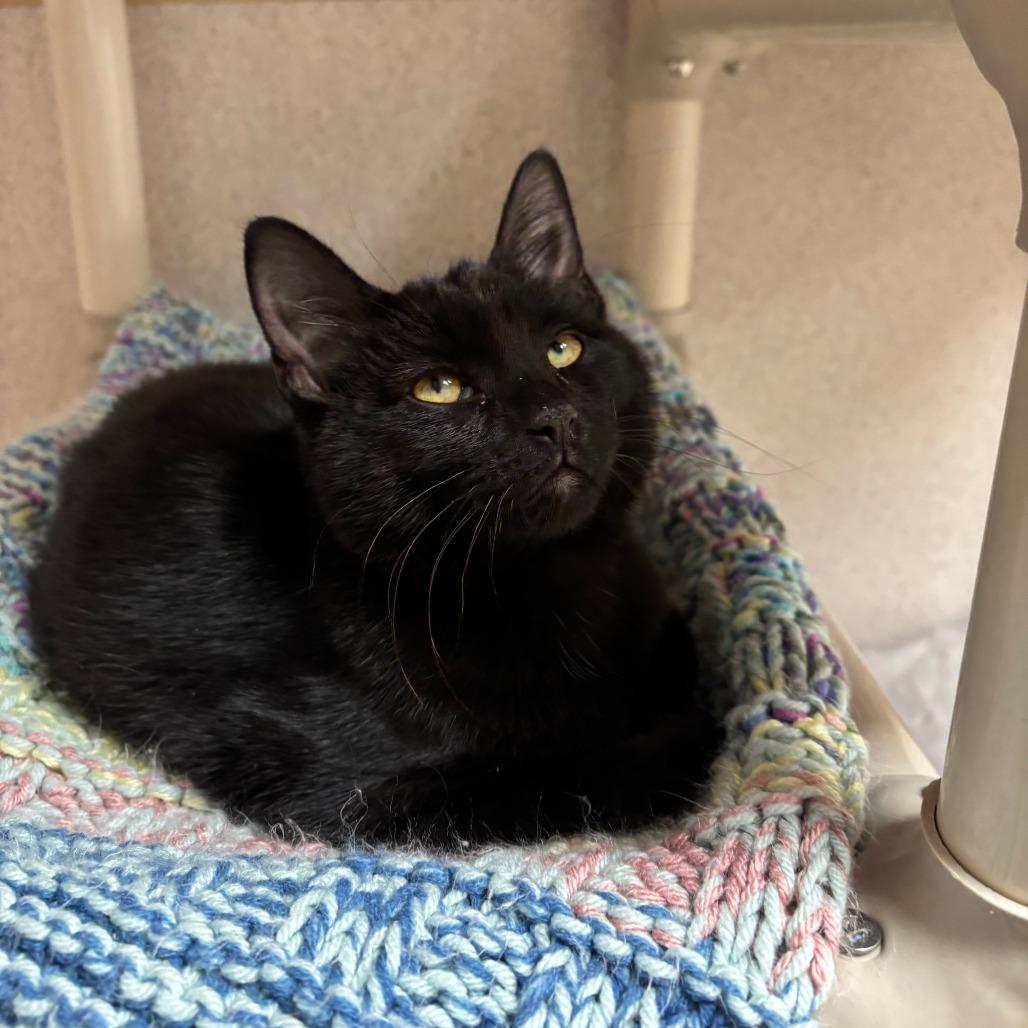 Hercules, Adoptable, Kitten Male Domestic Short Hair.