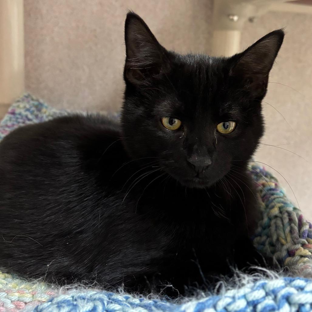 Enlarge Hercules, a Adoptable Domestic Short Hair in Naperville, IL image 2/2