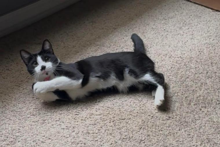 Mooni, ADOPTABLE, Kitten Female Domestic Short Hair.