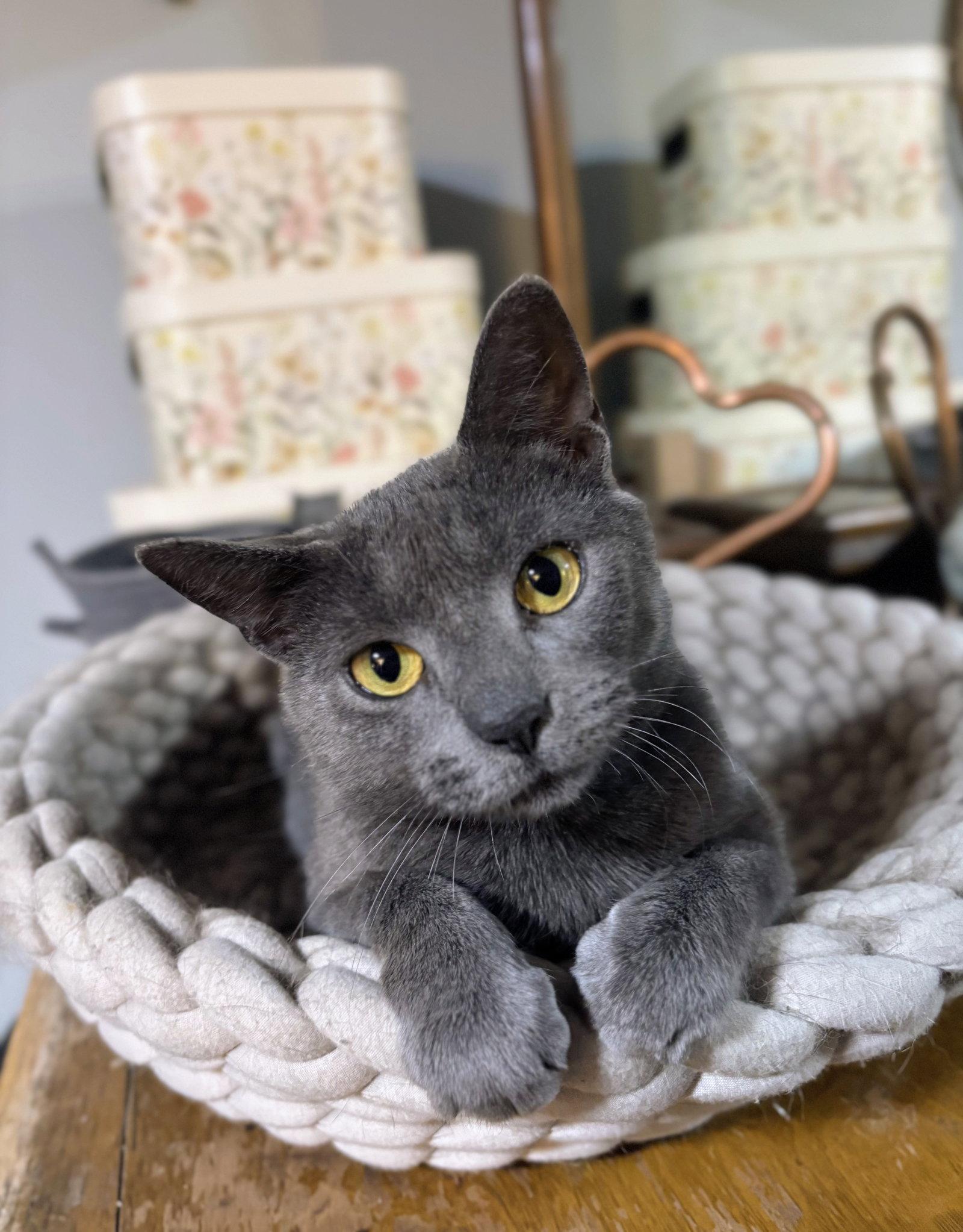 Ella, Adopted, Young Female Domestic Short Hair & Russian Blue.