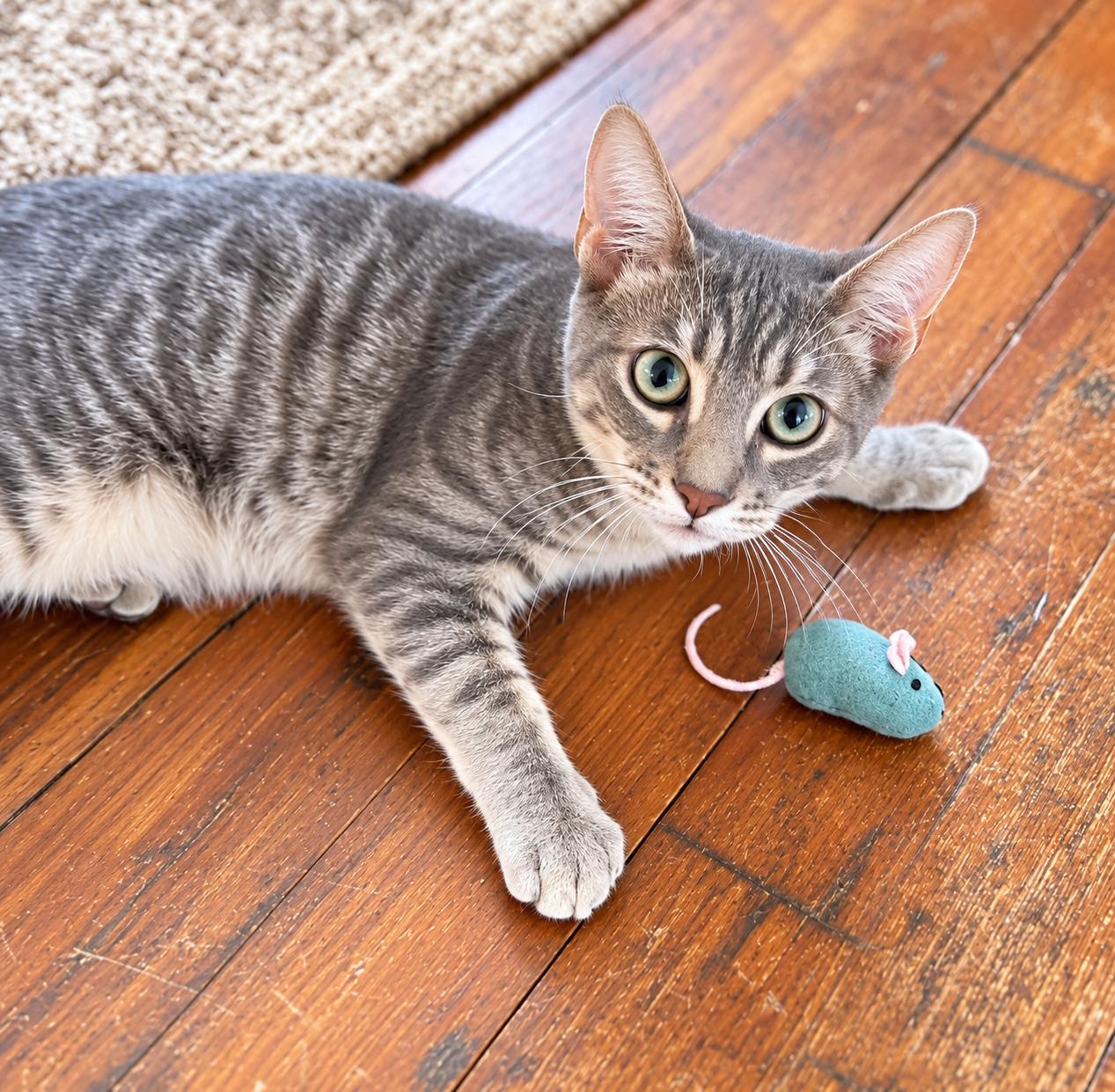 Enlarge Benny, a Adopted Tabby in Napa, CA image 1/2