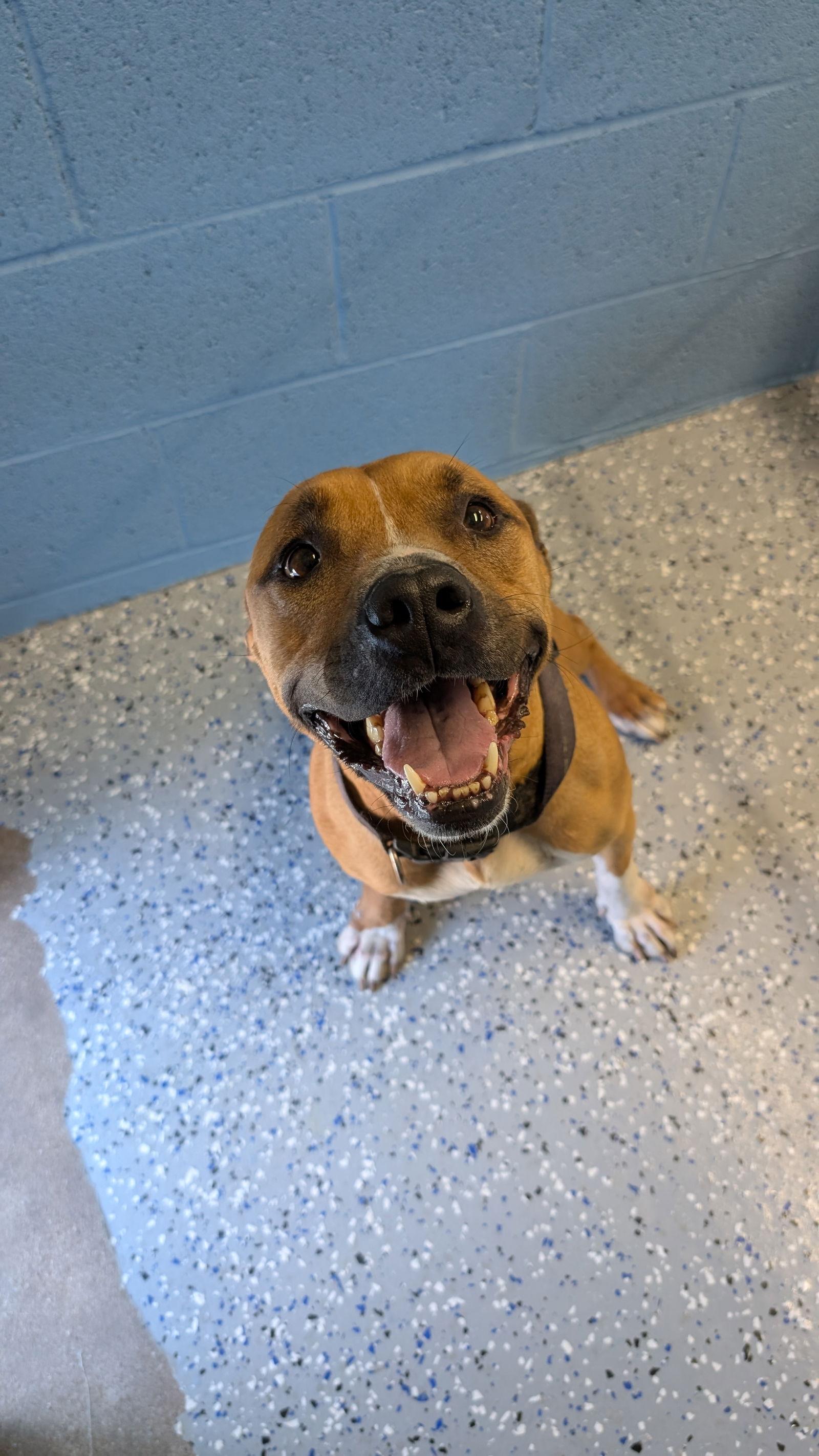 TINA, Adoptable, Adult Female Pit Bull Terrier.