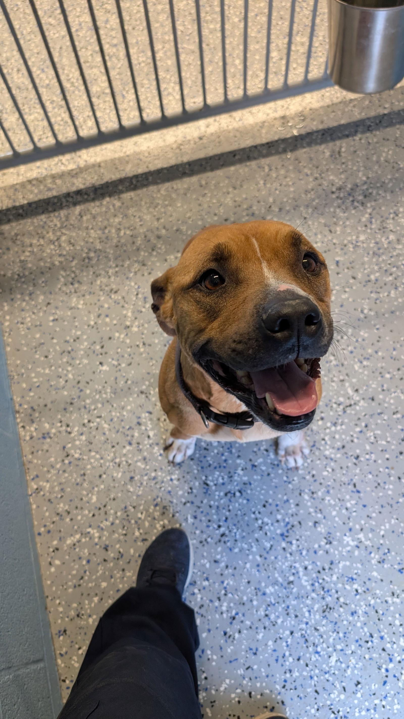 Enlarge TINA, a Adoptable Pit Bull Terrier in Chandler, AZ image 2/3
