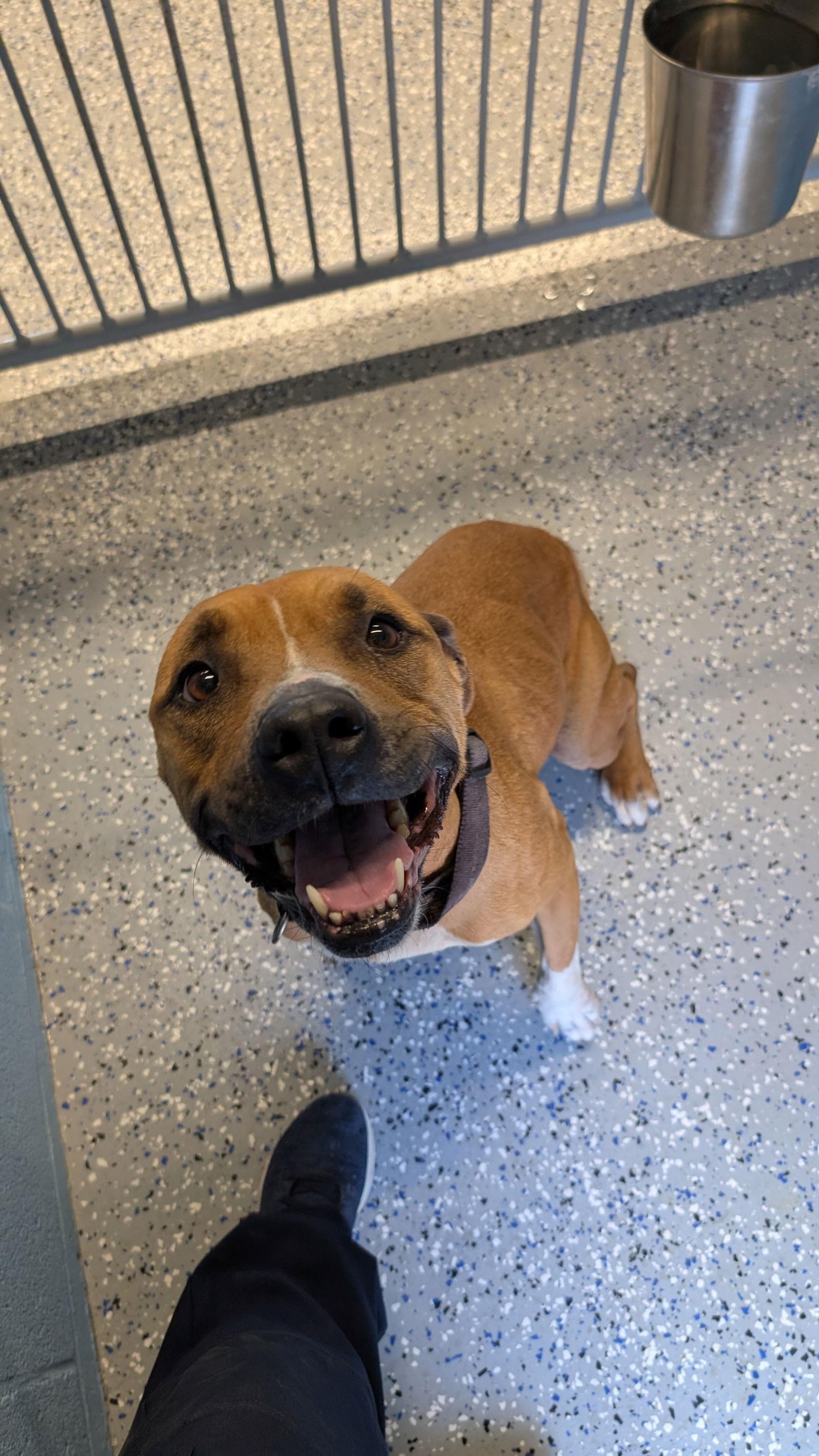 Enlarge TINA, a Adoptable Pit Bull Terrier in Chandler, AZ image 3/3