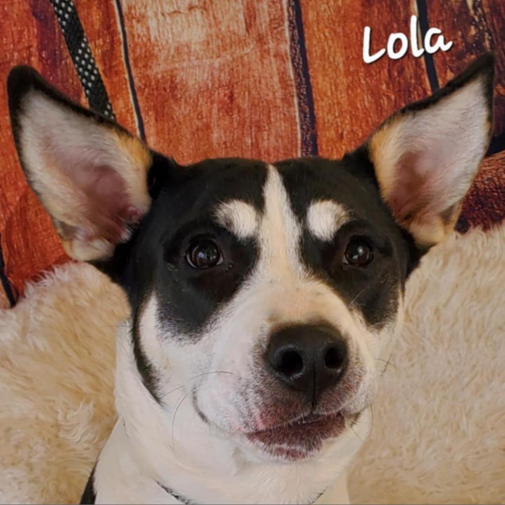 Lola JuM, Adult Female Manchester Terrier