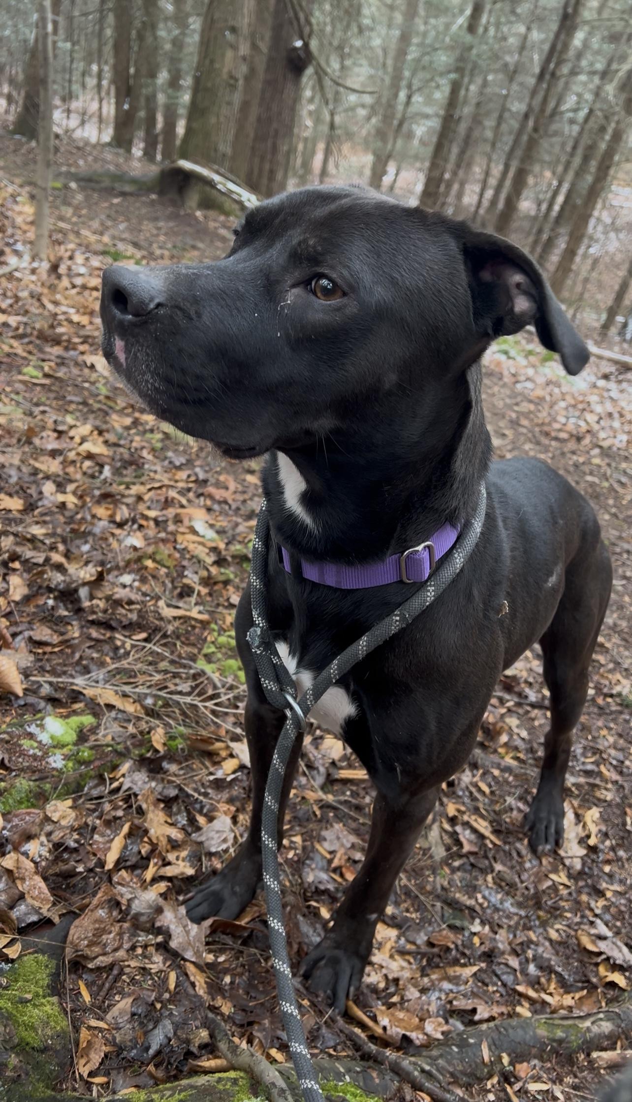 Enlarge YEIN, a ADOPTABLE Pit Bull Terrier in Millerstown, PA image 6/6