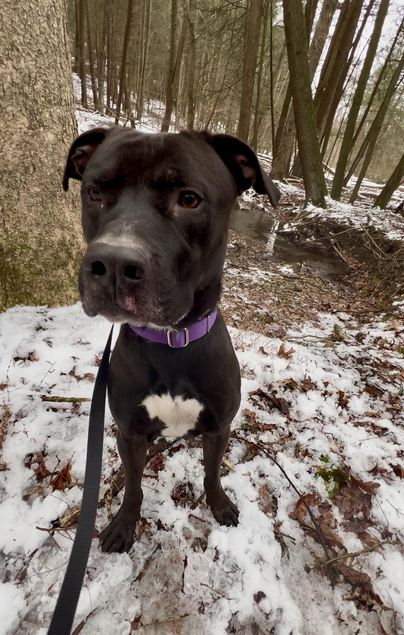 Enlarge YEIN, a ADOPTABLE Pit Bull Terrier in Millerstown, PA image 4/6