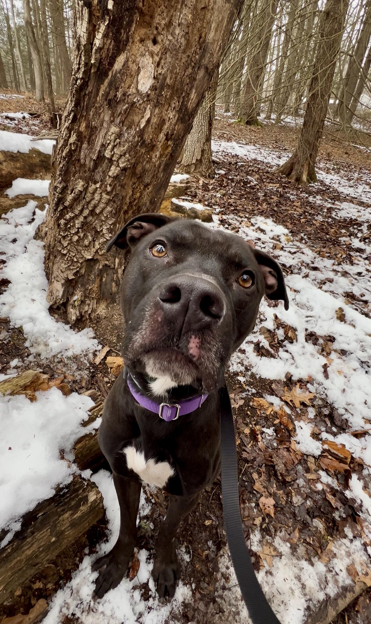 Enlarge YEIN, a ADOPTABLE Pit Bull Terrier in Millerstown, PA image 5/6