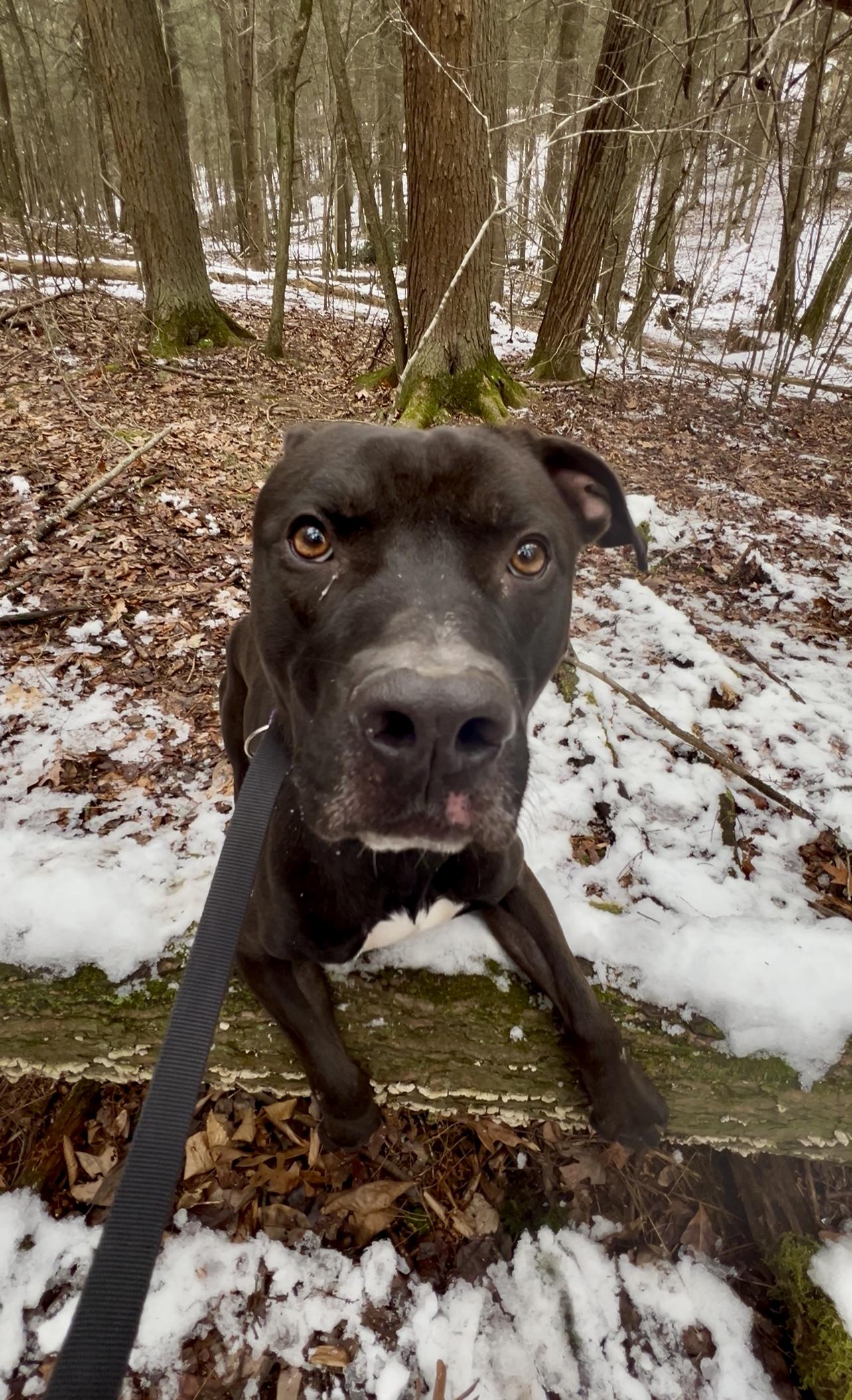 Enlarge YEIN, a ADOPTABLE Pit Bull Terrier in Millerstown, PA image 2/6