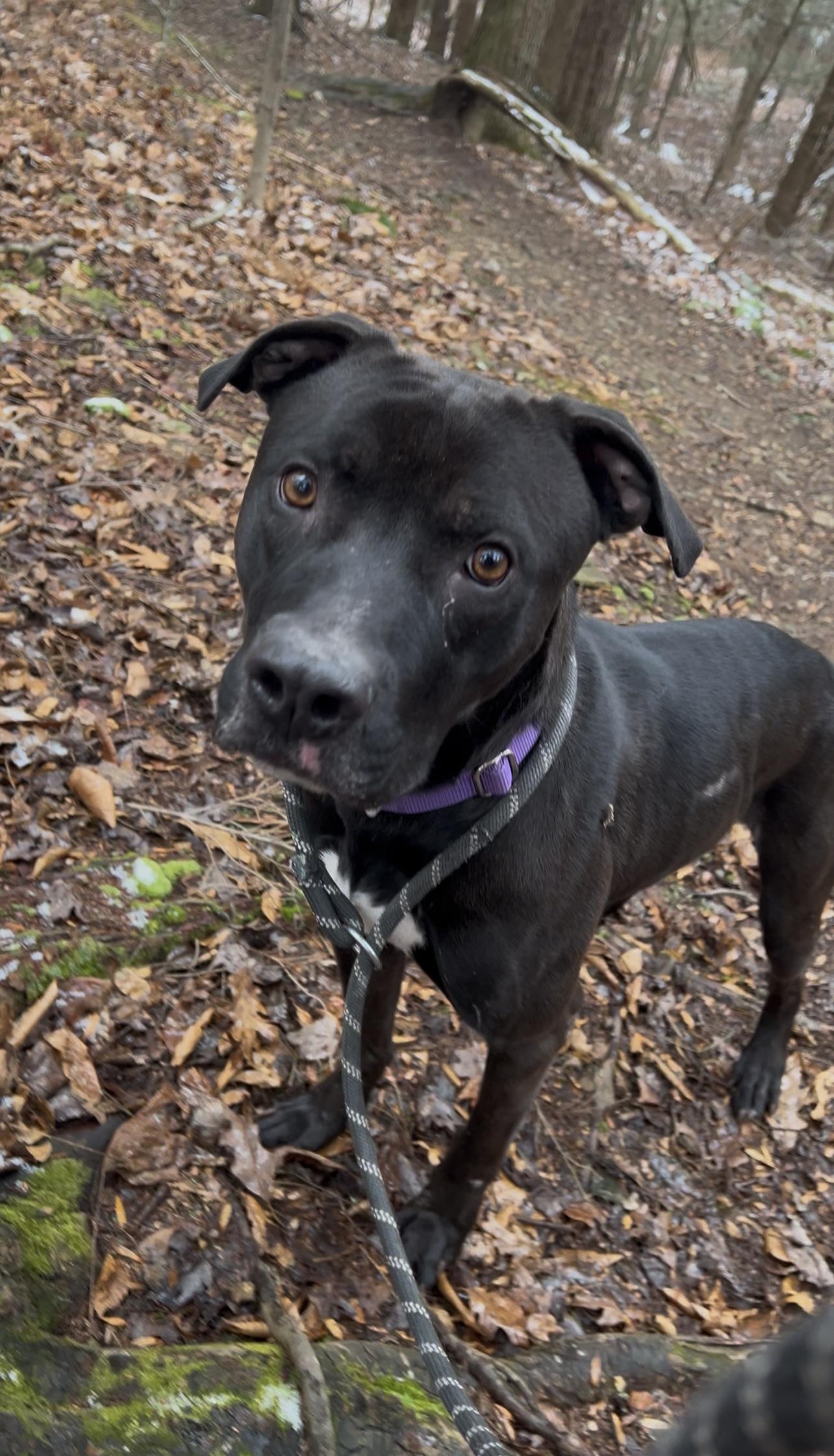 Enlarge YEIN, a ADOPTABLE Pit Bull Terrier in Millerstown, PA image 3/6