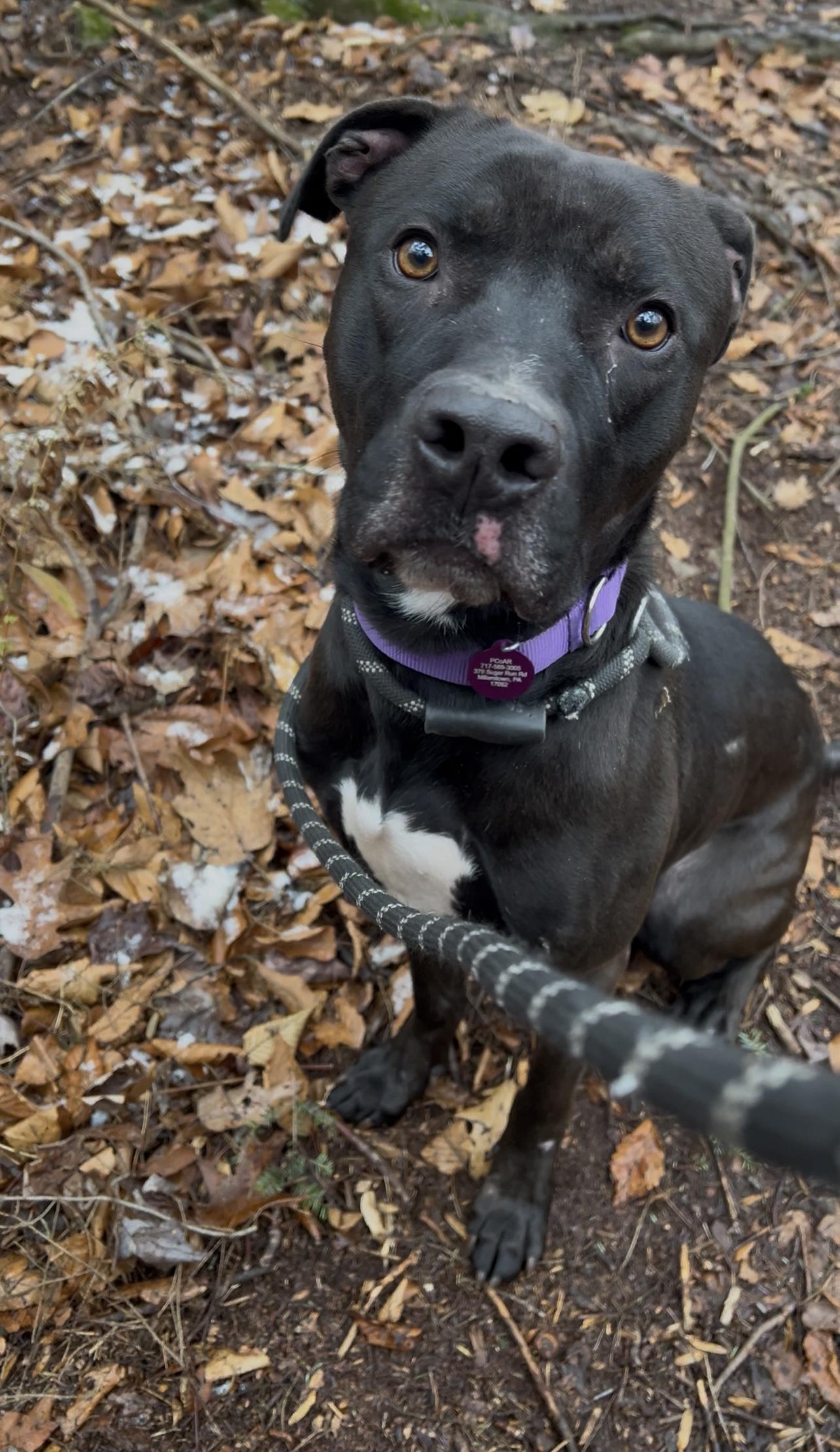 Enlarge YEIN, a ADOPTABLE Pit Bull Terrier in Millerstown, PA image 1/6