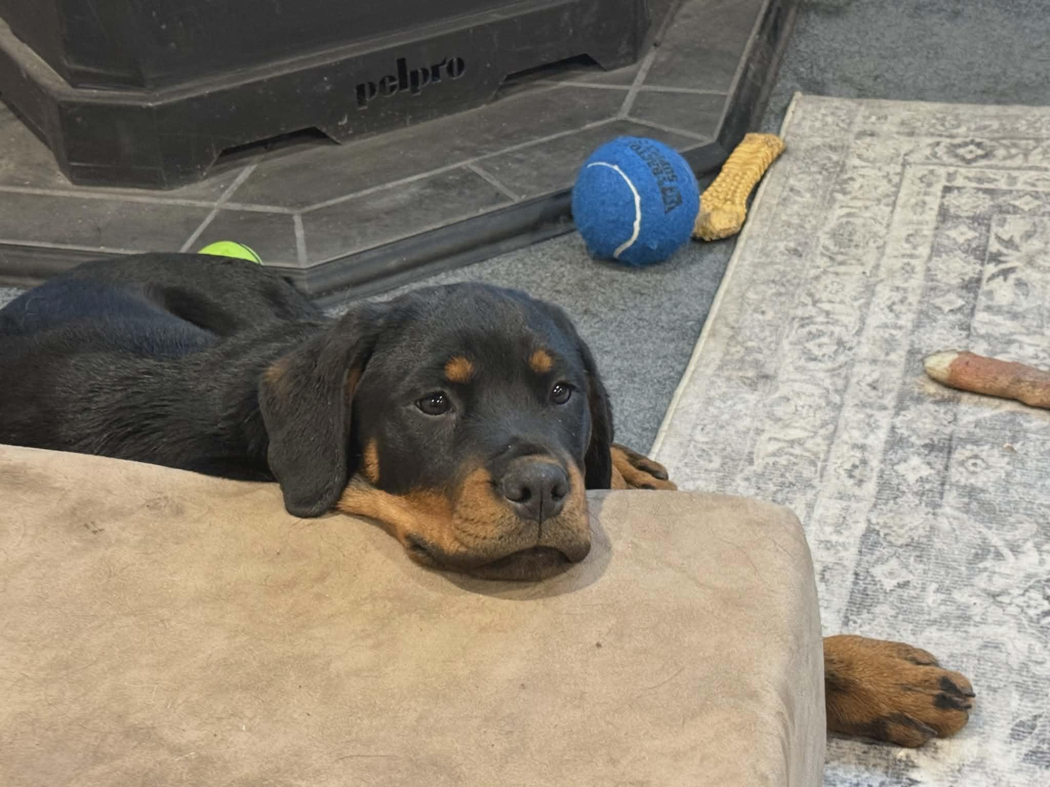 Enlarge Puppies!, an adopted Rottweiler in Perkasie, PA image 4/4