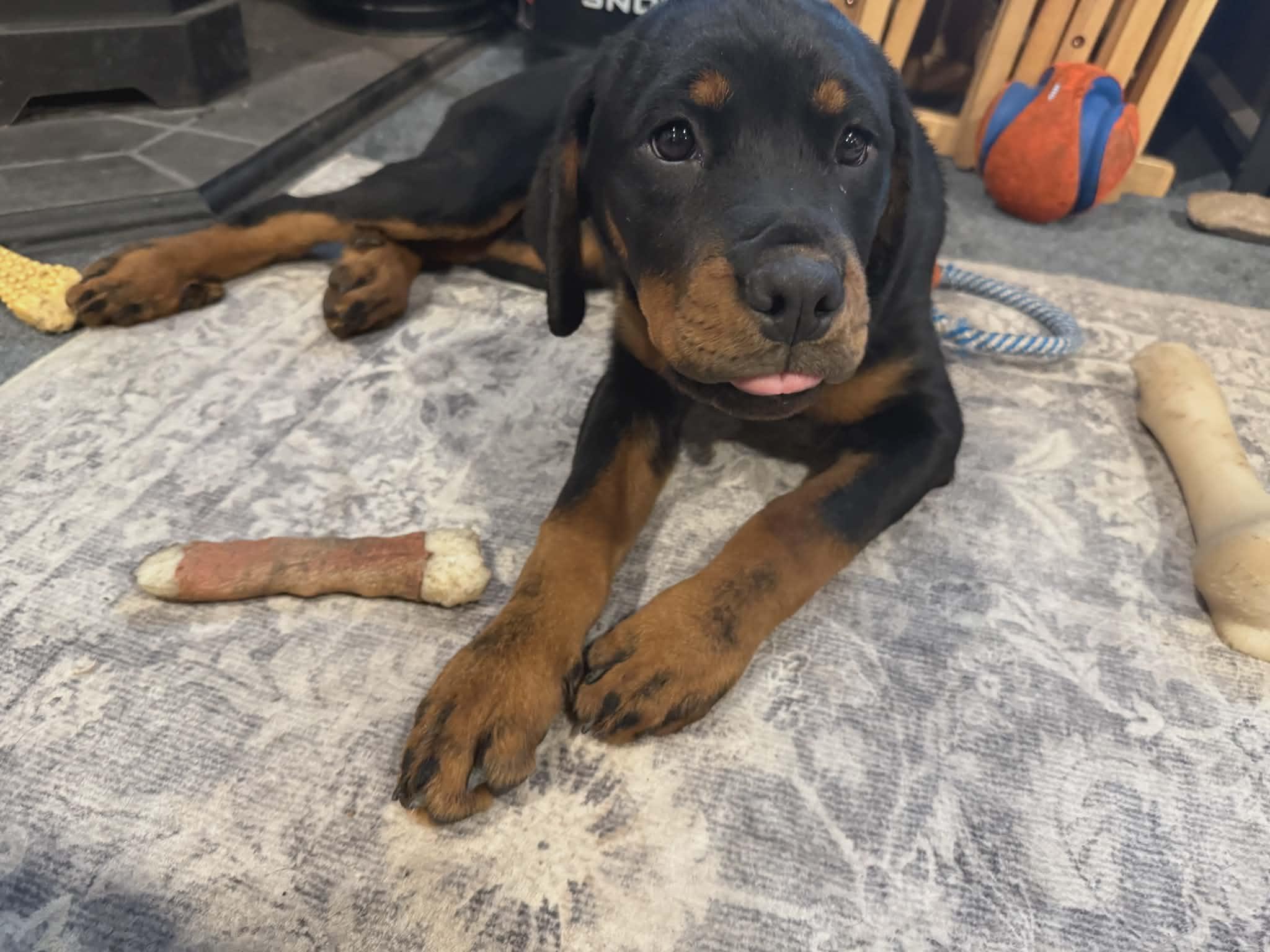 Enlarge Puppies!, an adopted Rottweiler in Perkasie, PA image 1/4