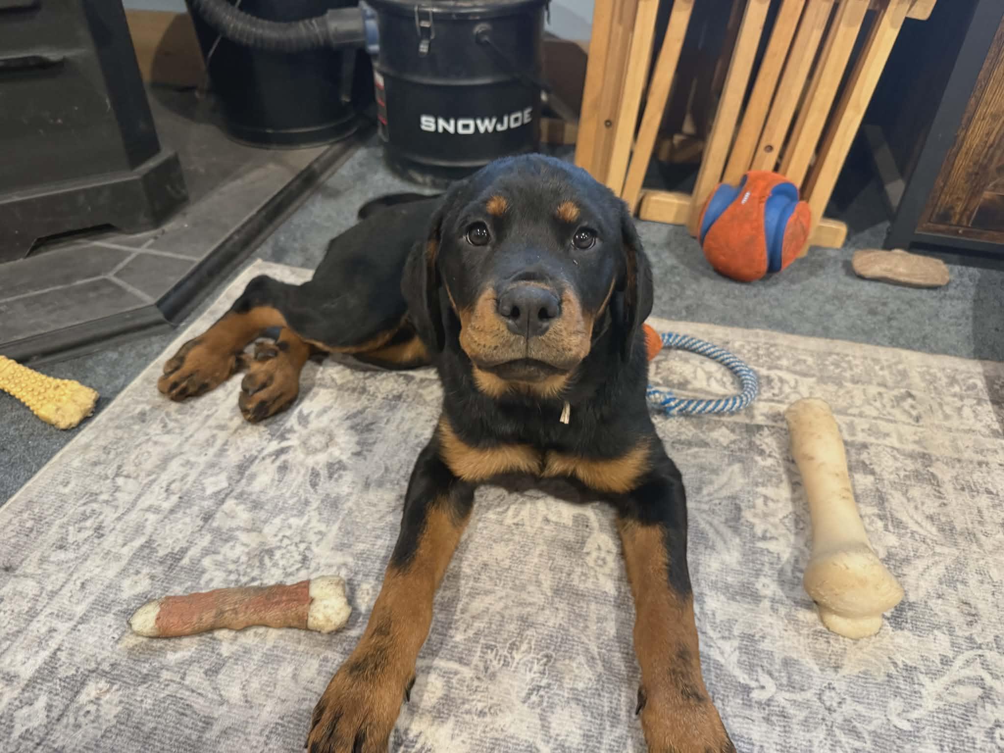 Enlarge Puppies!, an adopted Rottweiler in Perkasie, PA image 2/4