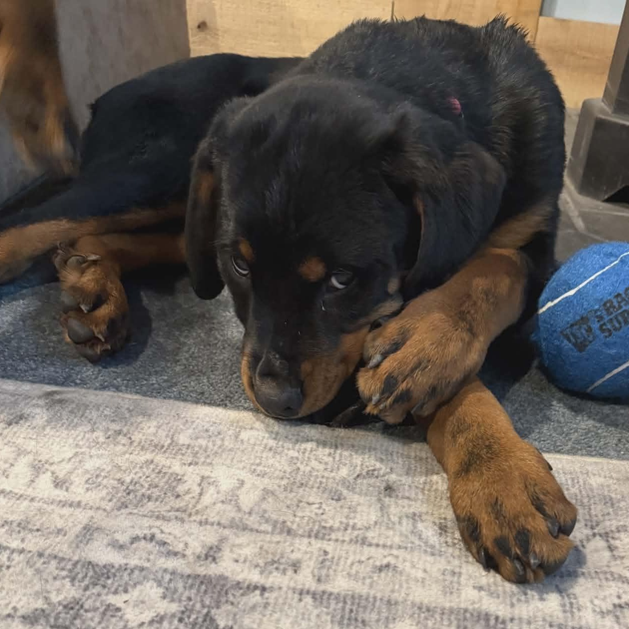 Enlarge Puppies!, an adopted Rottweiler in Perkasie, PA image 3/4