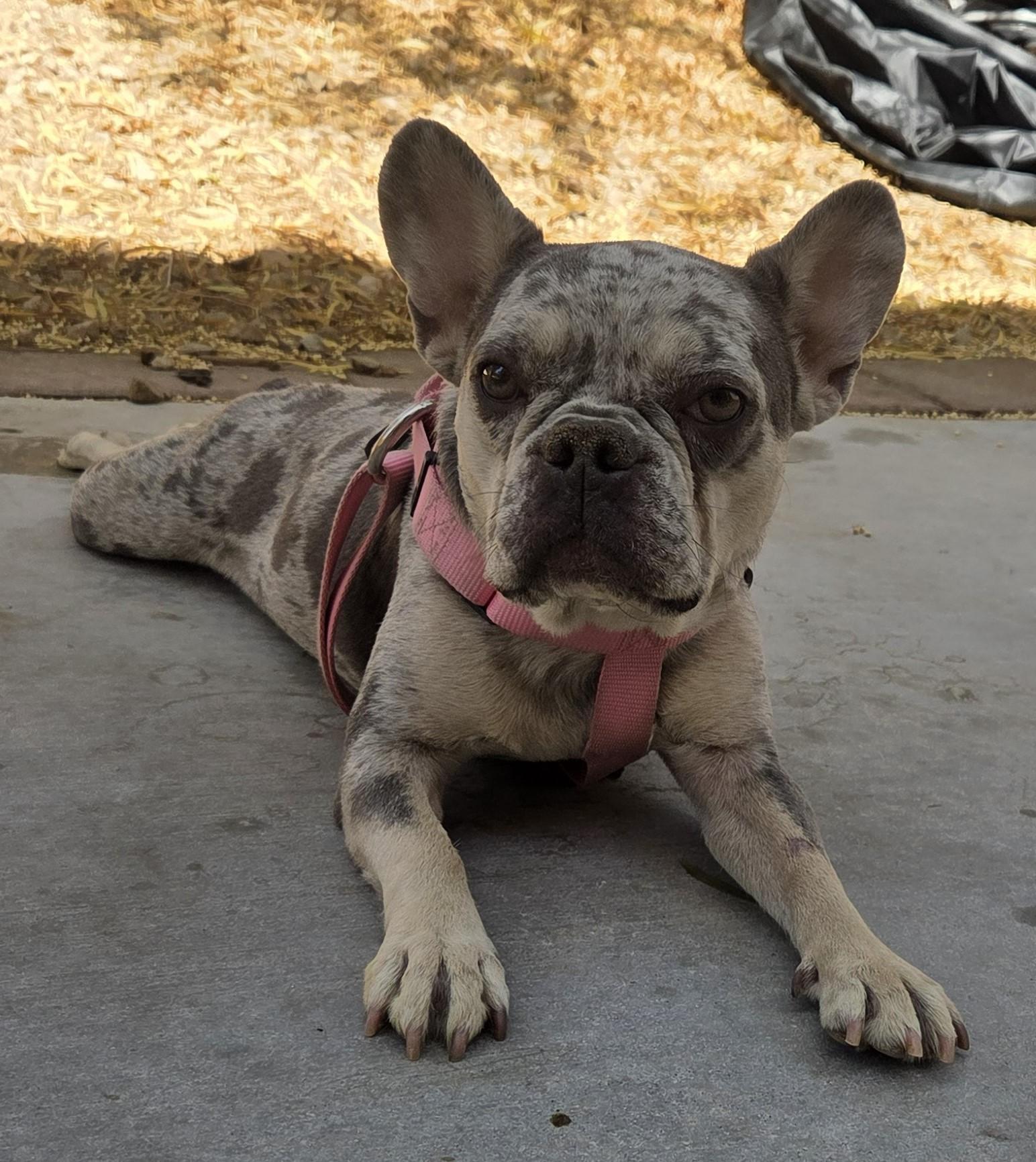 GG, an adopted French Bulldog in Las Vegas, NV image 2/2