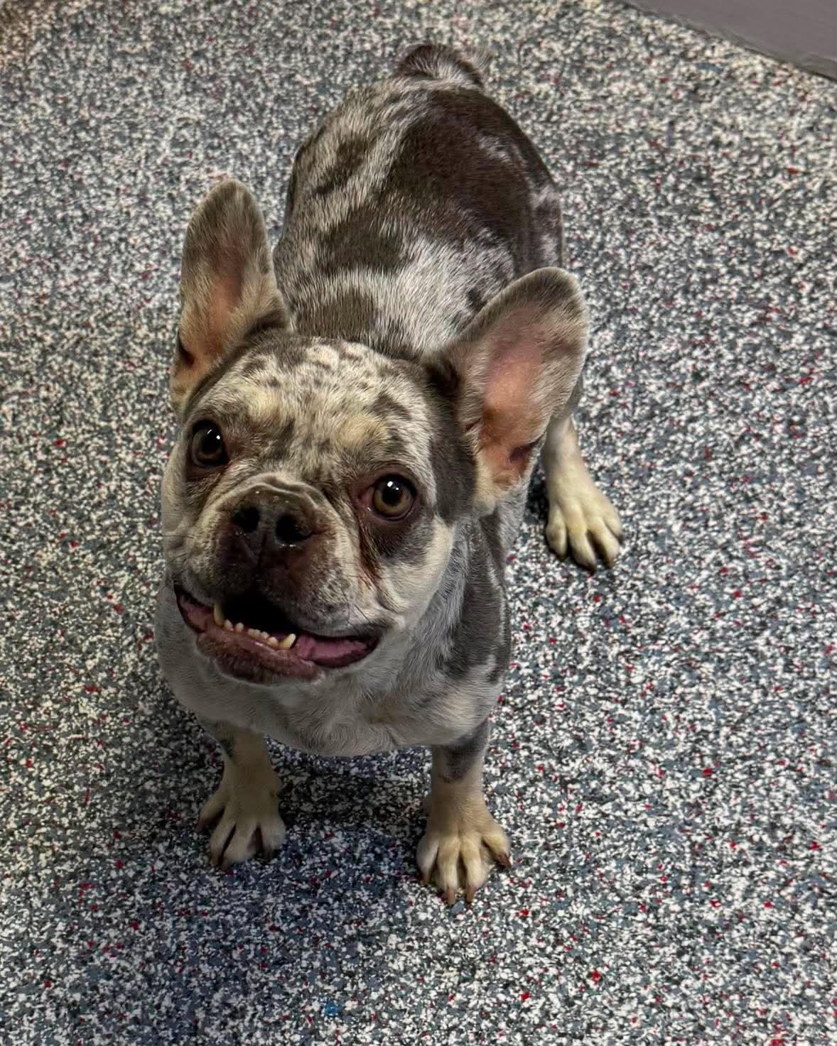 GG, adopted, Young Female French Bulldog.