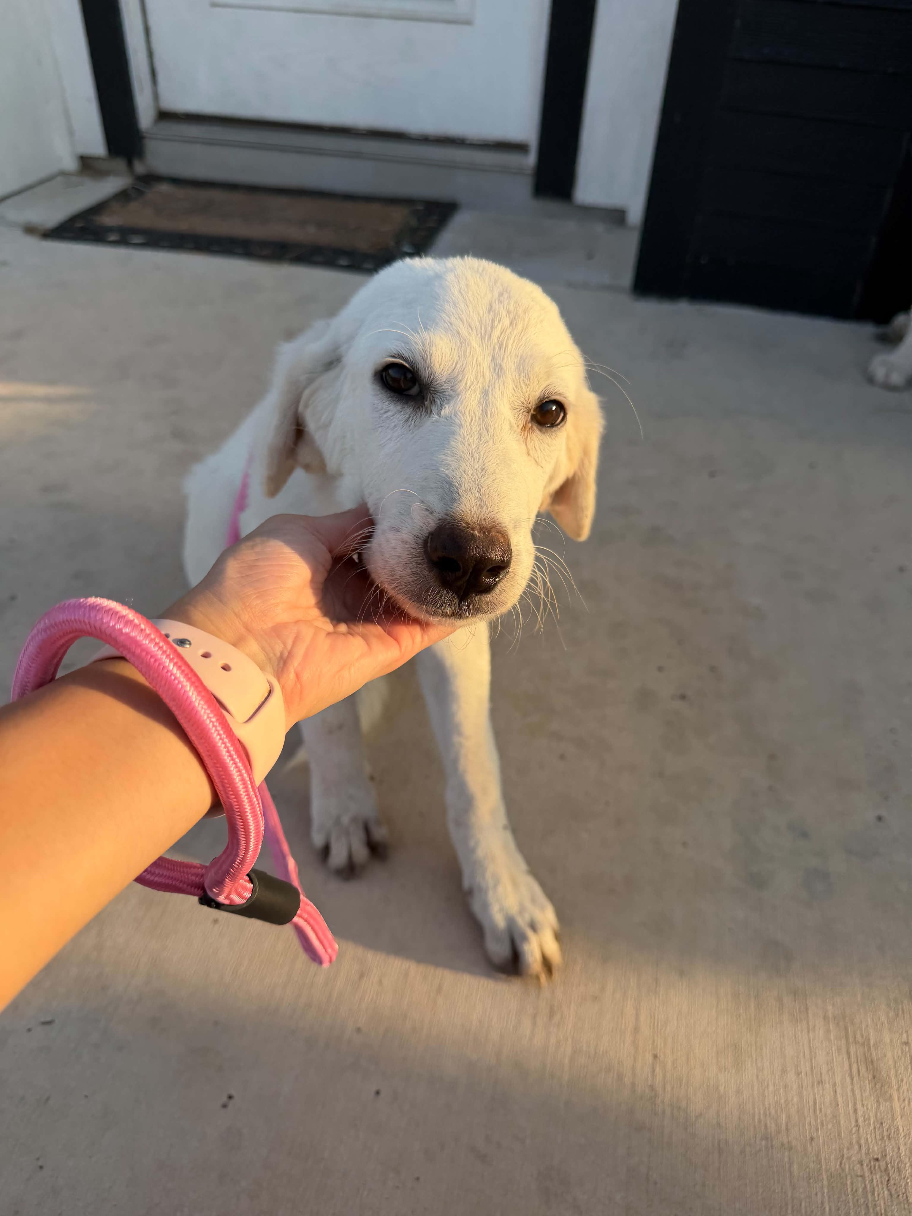 Enlarge Gale, a Adoptable mixed breed in Gainesville, VA image 1/2