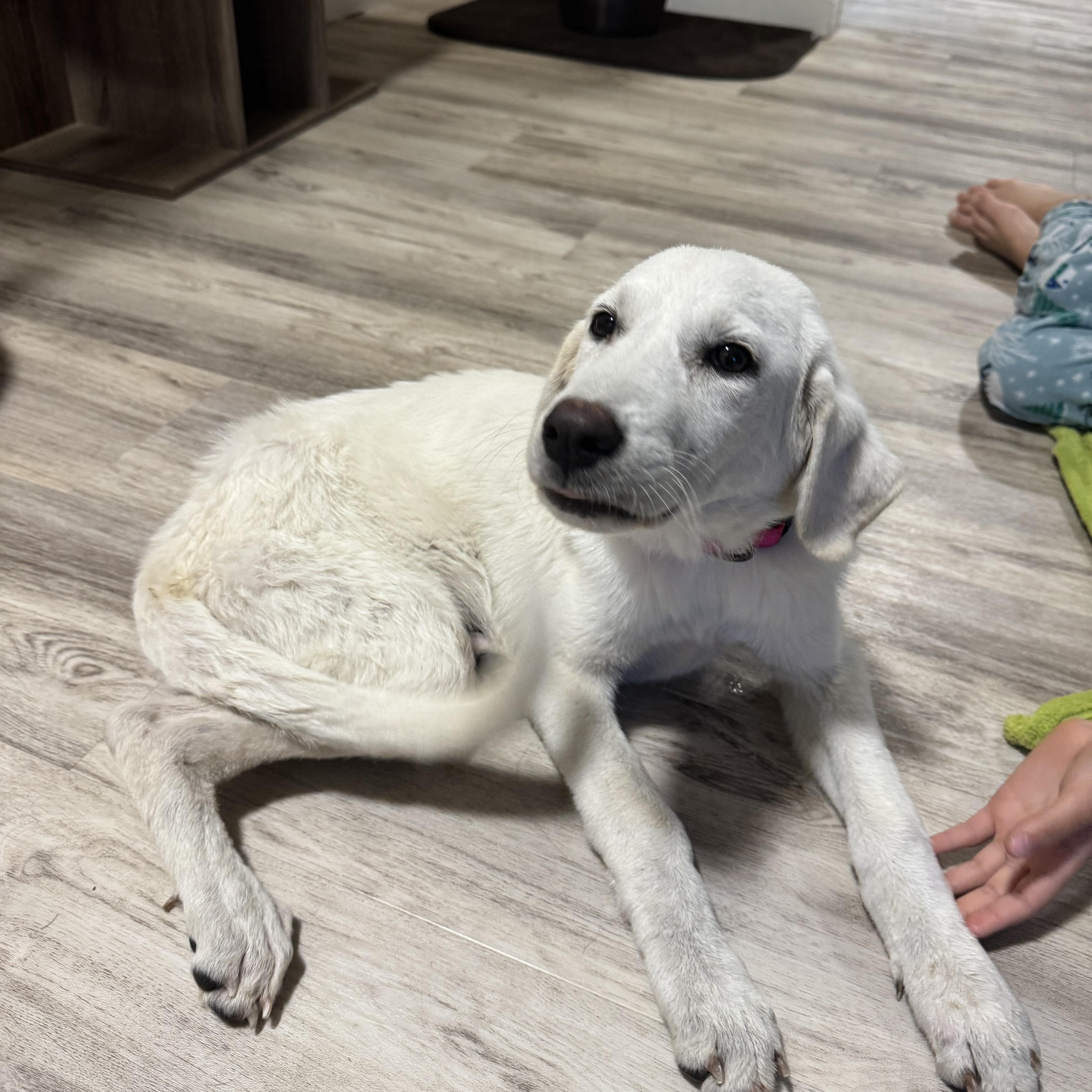 Gale, Adopted, Puppy Female Great Pyrenees.