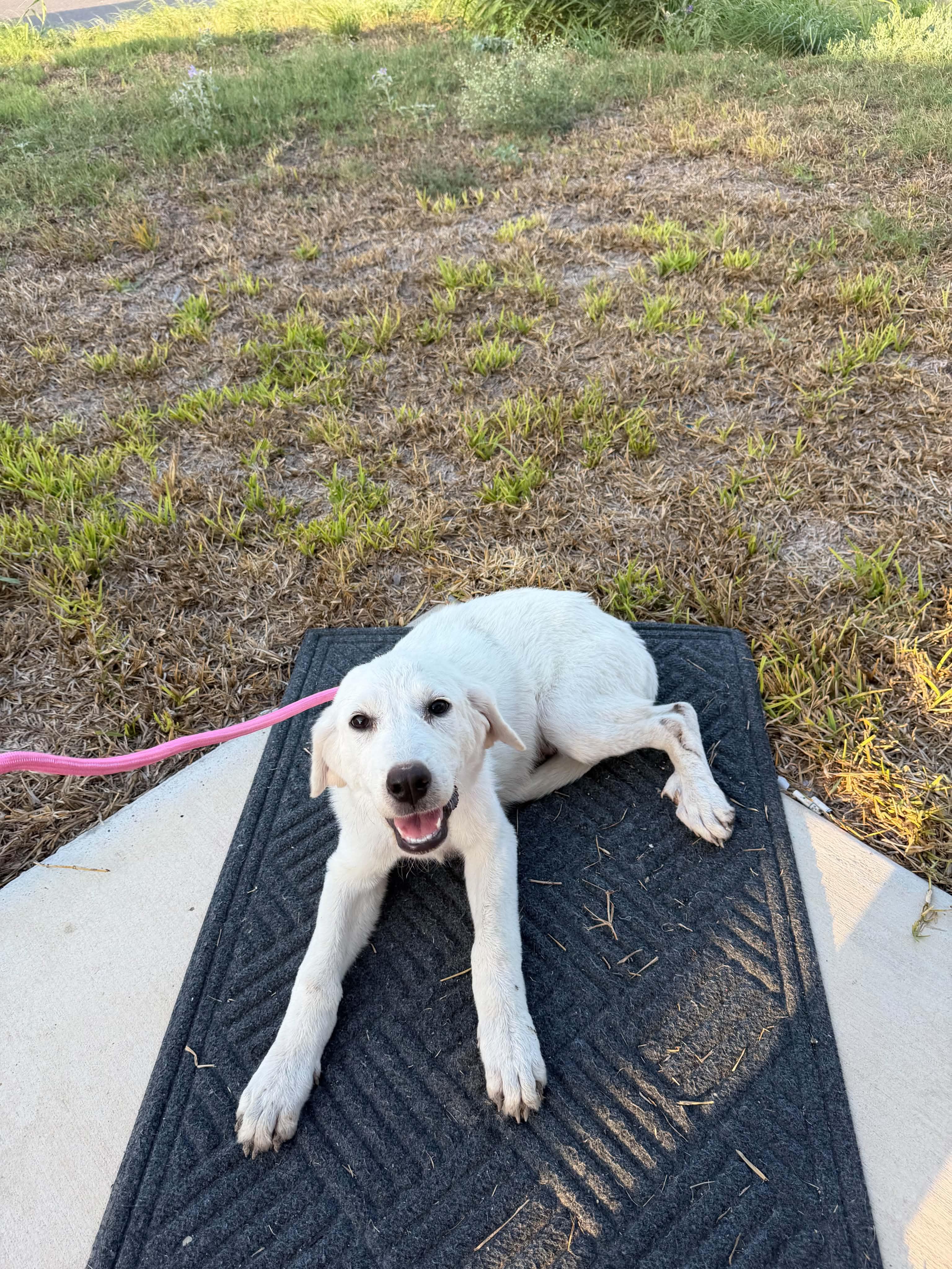 Enlarge Gale, a Adoptable mixed breed in Gainesville, VA image 2/2