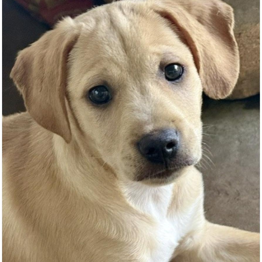 DOGWOOD, an adopted mixed breed in kingsport, TN image 1/6