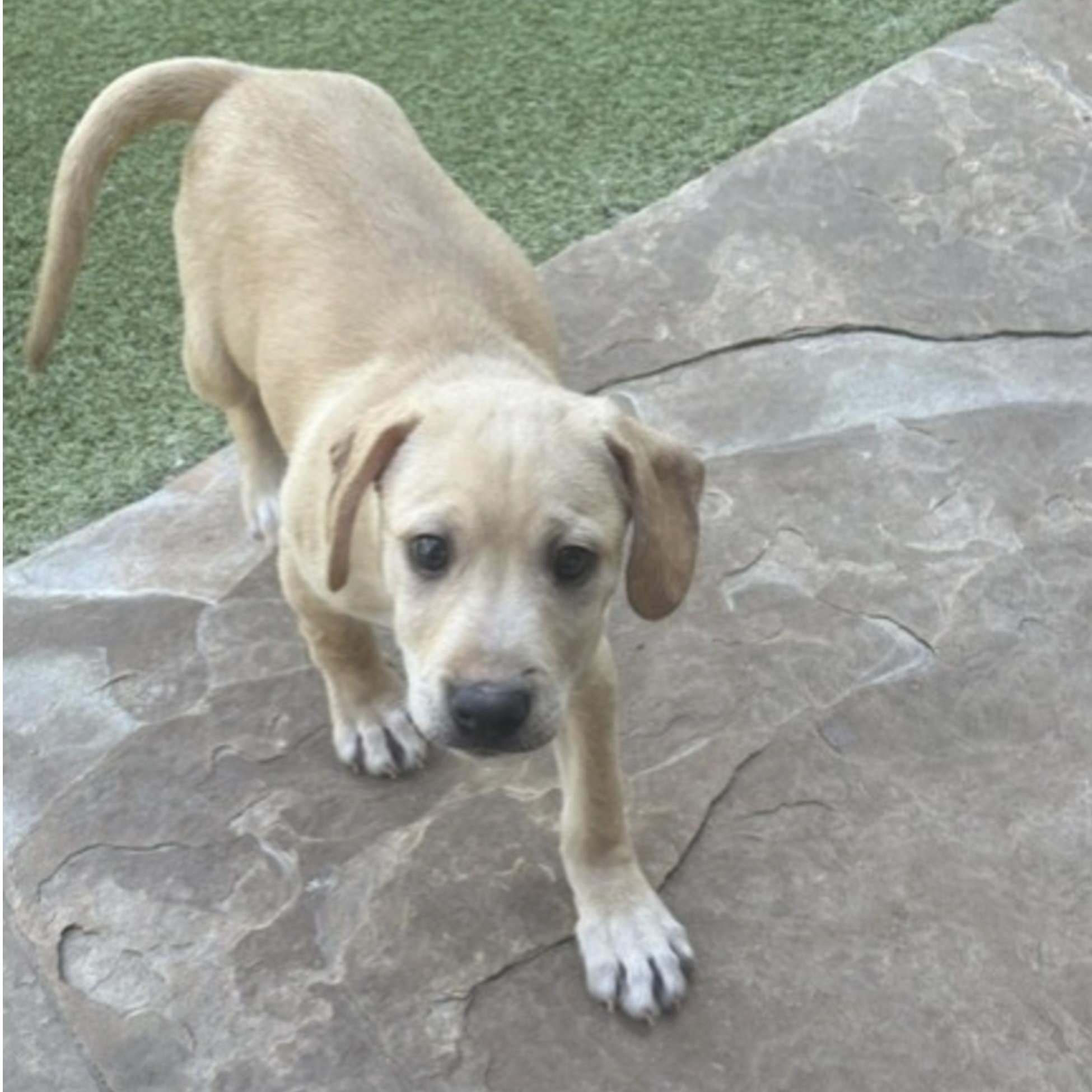DOGWOOD, an adopted mixed breed in kingsport, TN image 6/6
