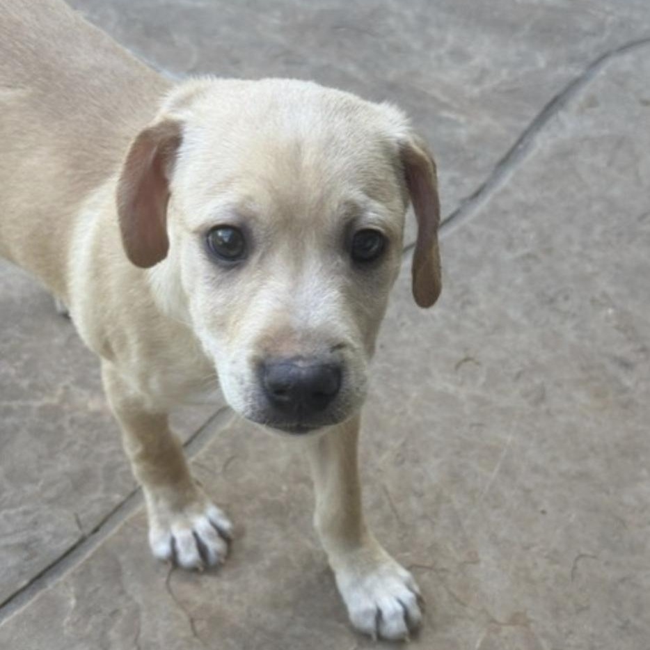 DOGWOOD, an adopted mixed breed in kingsport, TN image 4/6