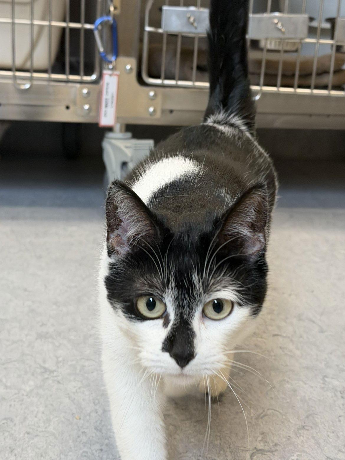 Enlarge Juniper, a Adopted Domestic Short Hair in Arlington, VT image 3/3