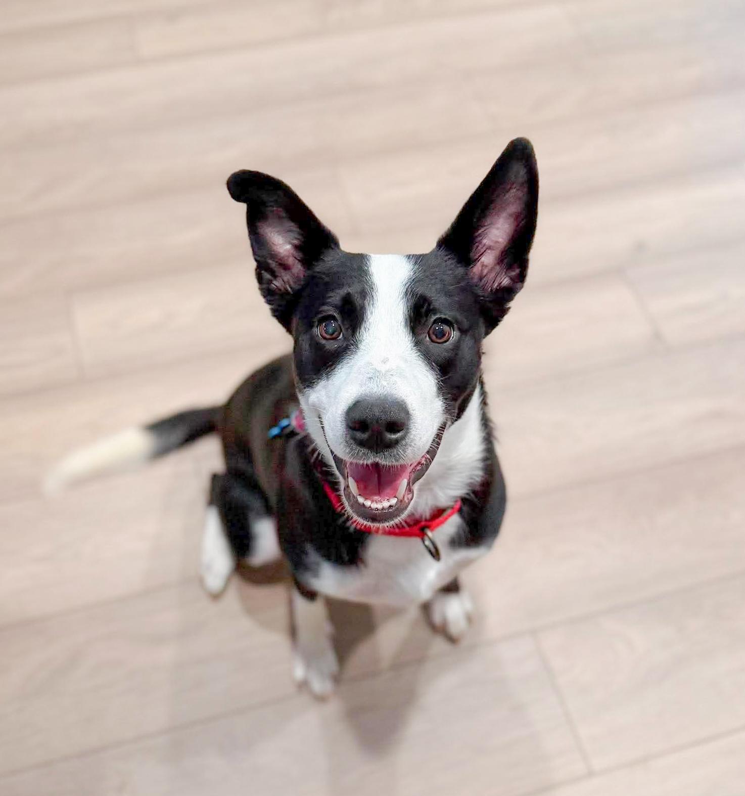 Luna (Lu), a Adoptable mixed breed in Fort Worth, TX image 3/6