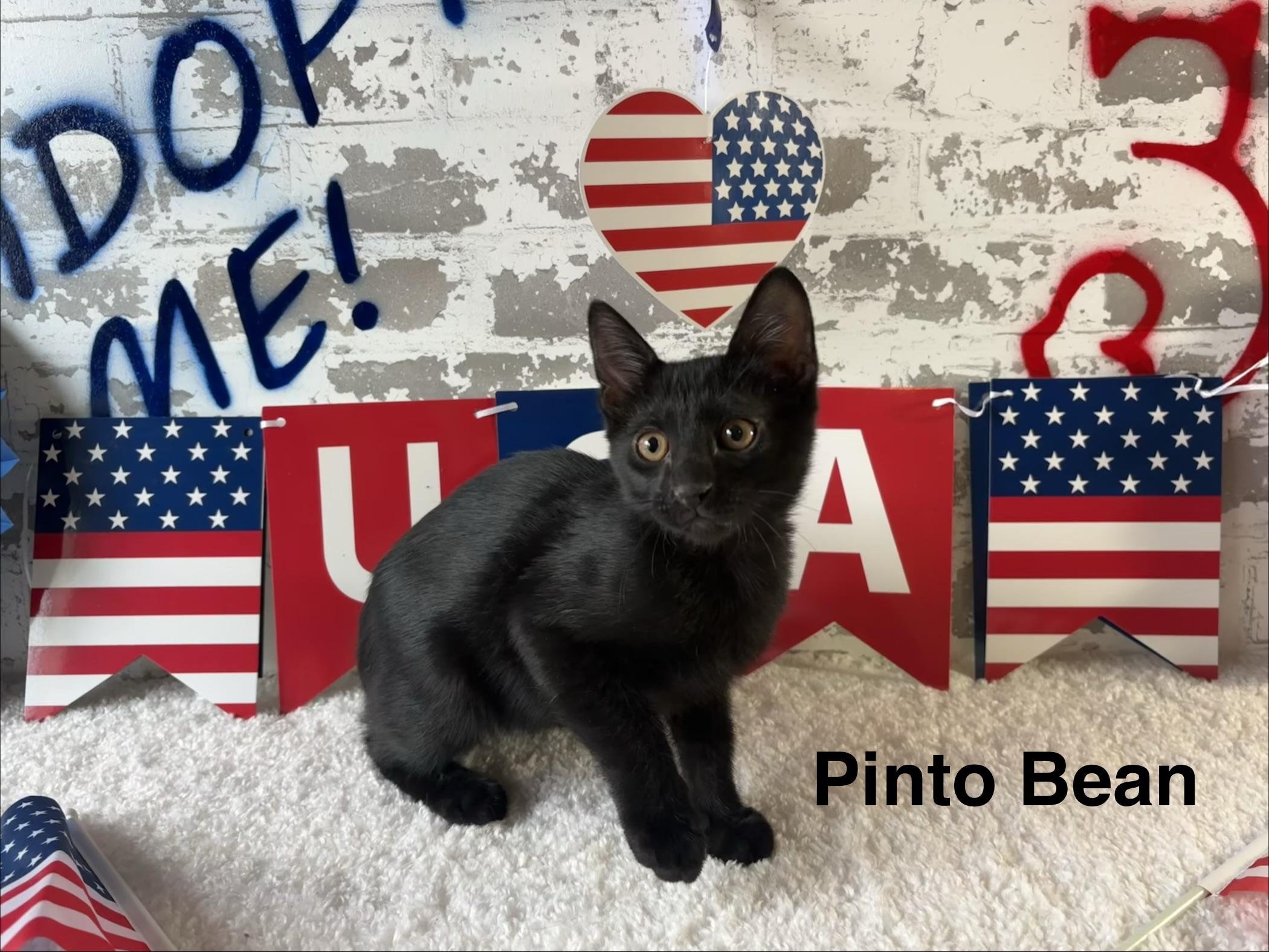 Pinto Bean, a ADOPTABLE Domestic Short Hair in queen creek, AZ image 3/4