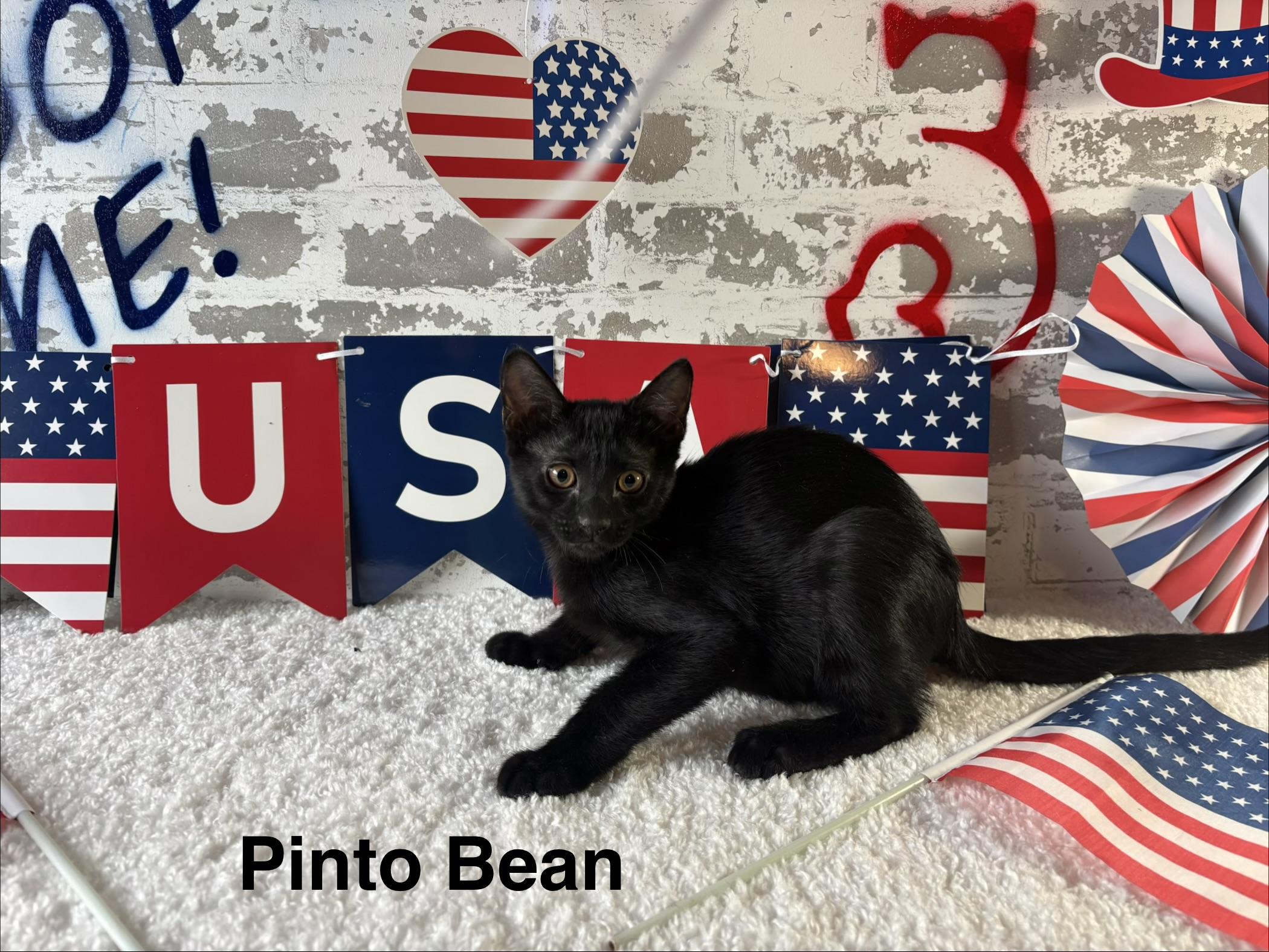 Pinto Bean, a ADOPTABLE Domestic Short Hair in queen creek, AZ image 2/4