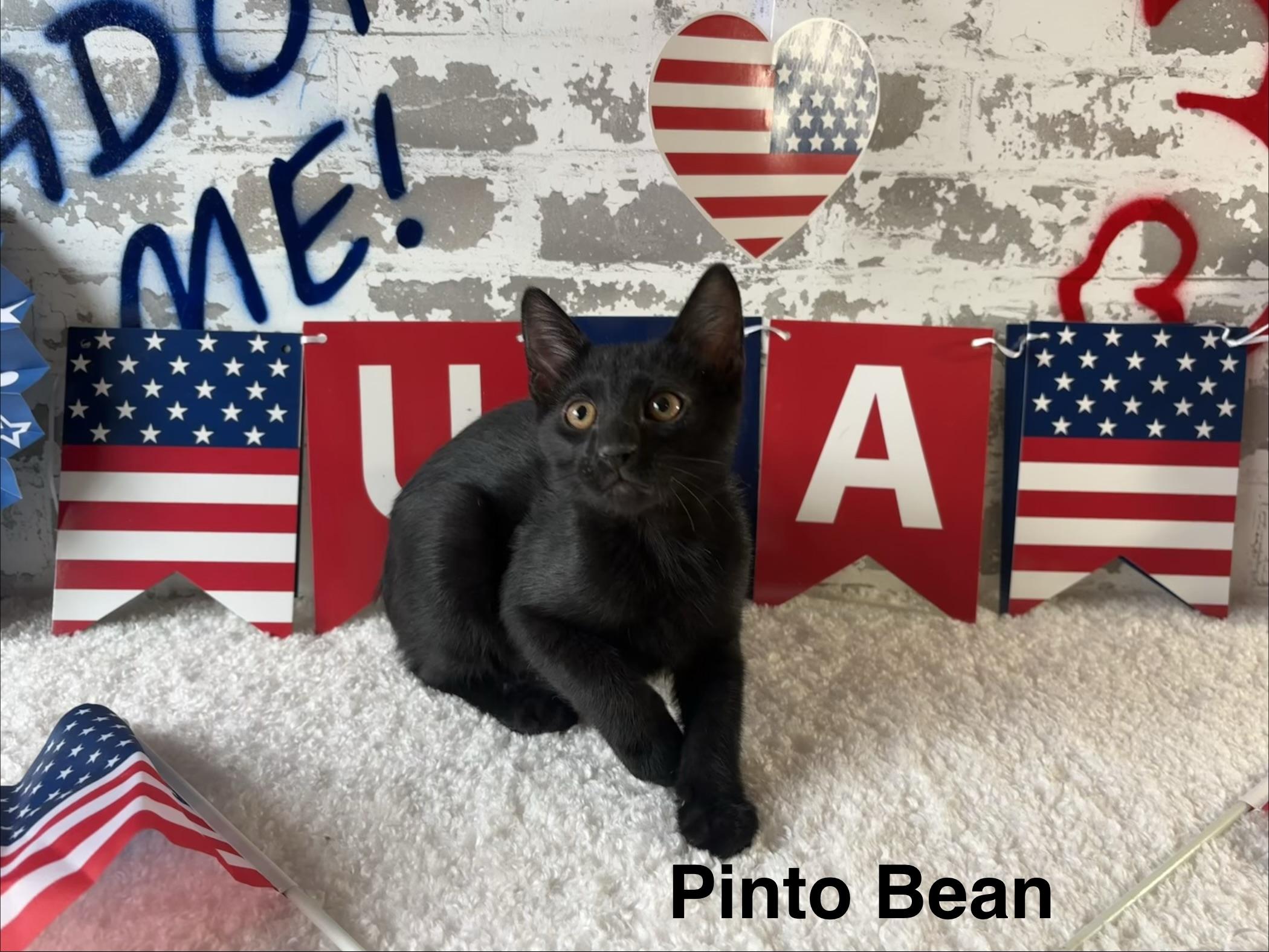 Pinto Bean, ADOPTABLE, Kitten Male Domestic Short Hair.