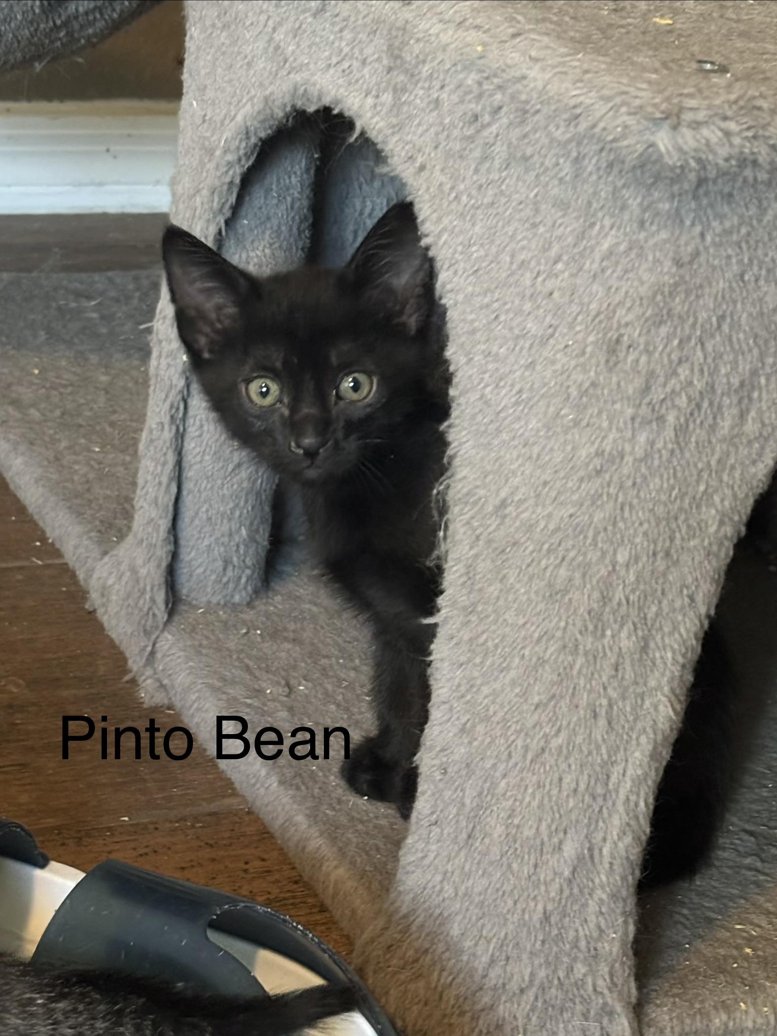 Pinto Bean, a ADOPTABLE Domestic Short Hair in queen creek, AZ image 4/4