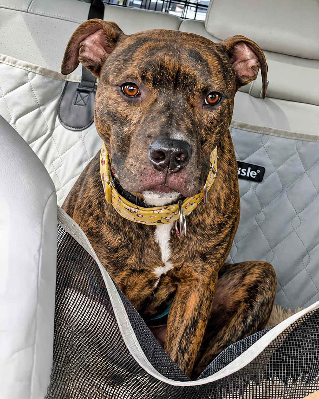 Enlarge Snack Pack, a Adopted mixed breed in Westminster, MA image 2/3
