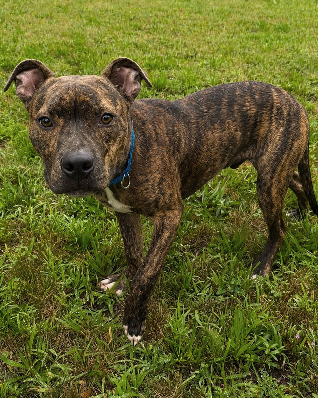 Enlarge Snack Pack, a Adopted mixed breed in Westminster, MA image 3/3