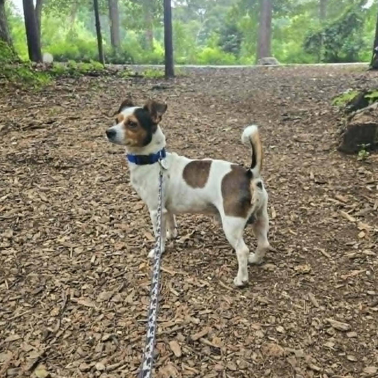 Pumpernickel, an adoptable mixed breed in Severn, MD image 6/6