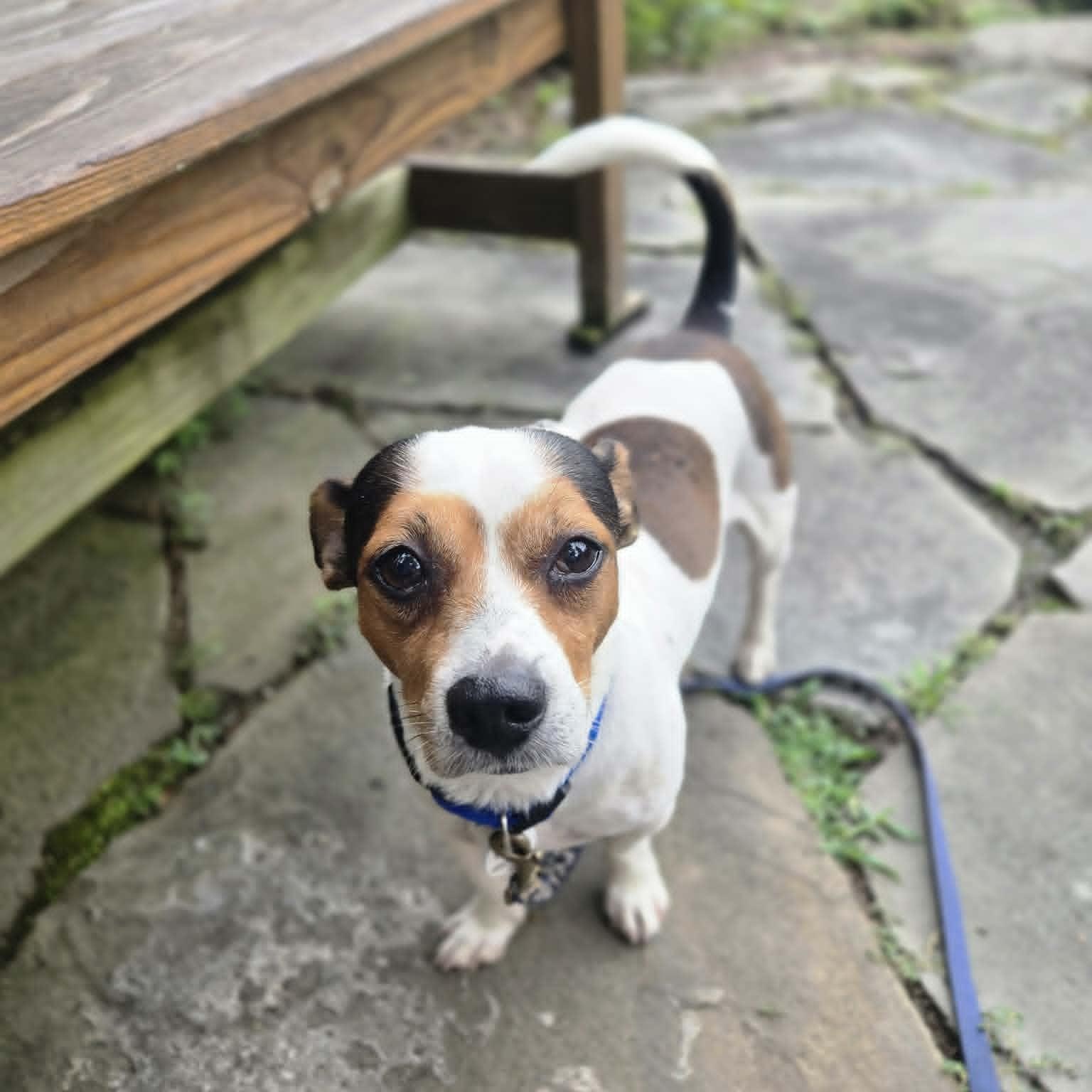 Pumpernickel, an adoptable mixed breed in Severn, MD image 5/6