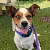 Pumpernickel, an adoptable mixed breed in Severn, MD image 4/6