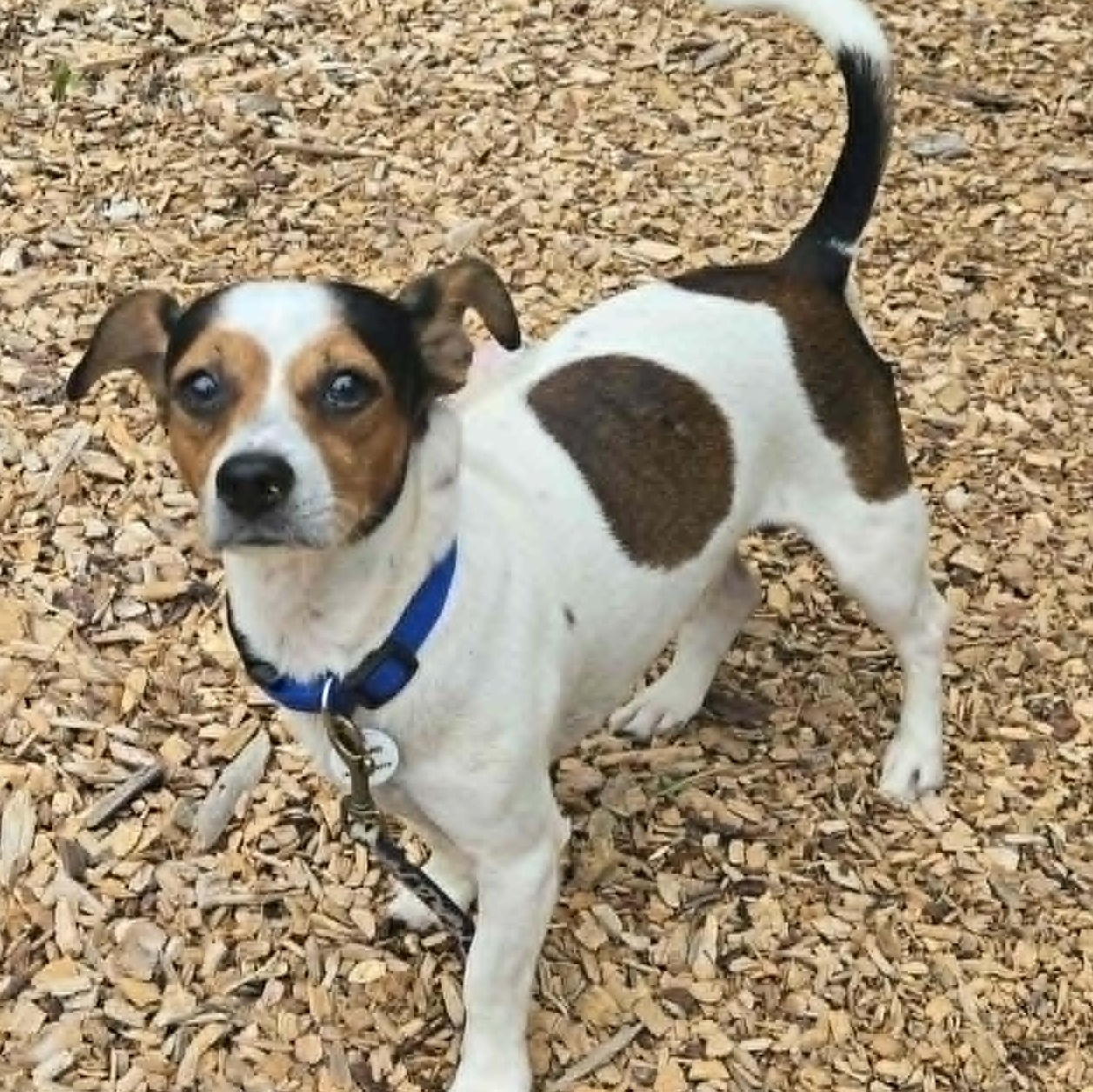 Pumpernickel, adoptable, Adult Male Terrier & Chihuahua.