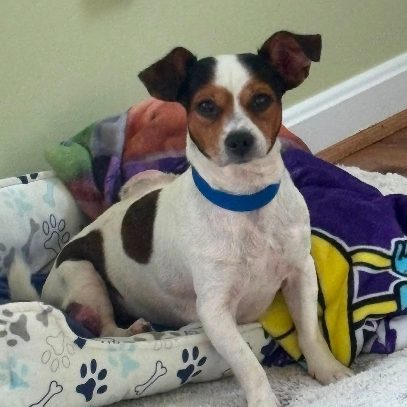 Pumpernickel, an adoptable mixed breed in Severn, MD image 3/6