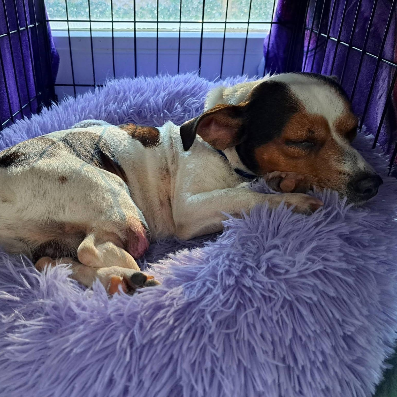 Pumpernickel, an adoptable mixed breed in Severn, MD image 2/6