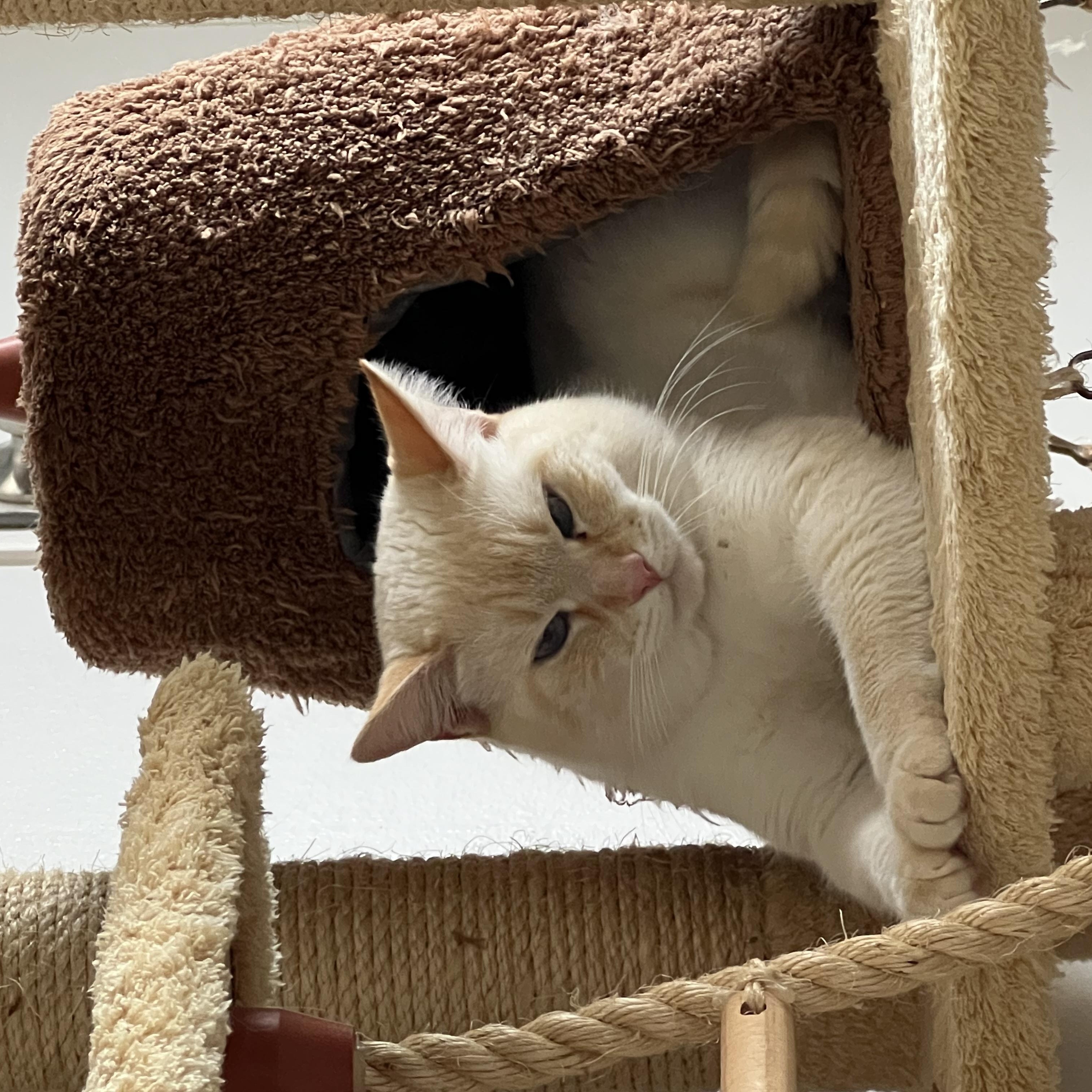 Puffin, a Adoptable mixed breed in Orlando, FL image 2/6