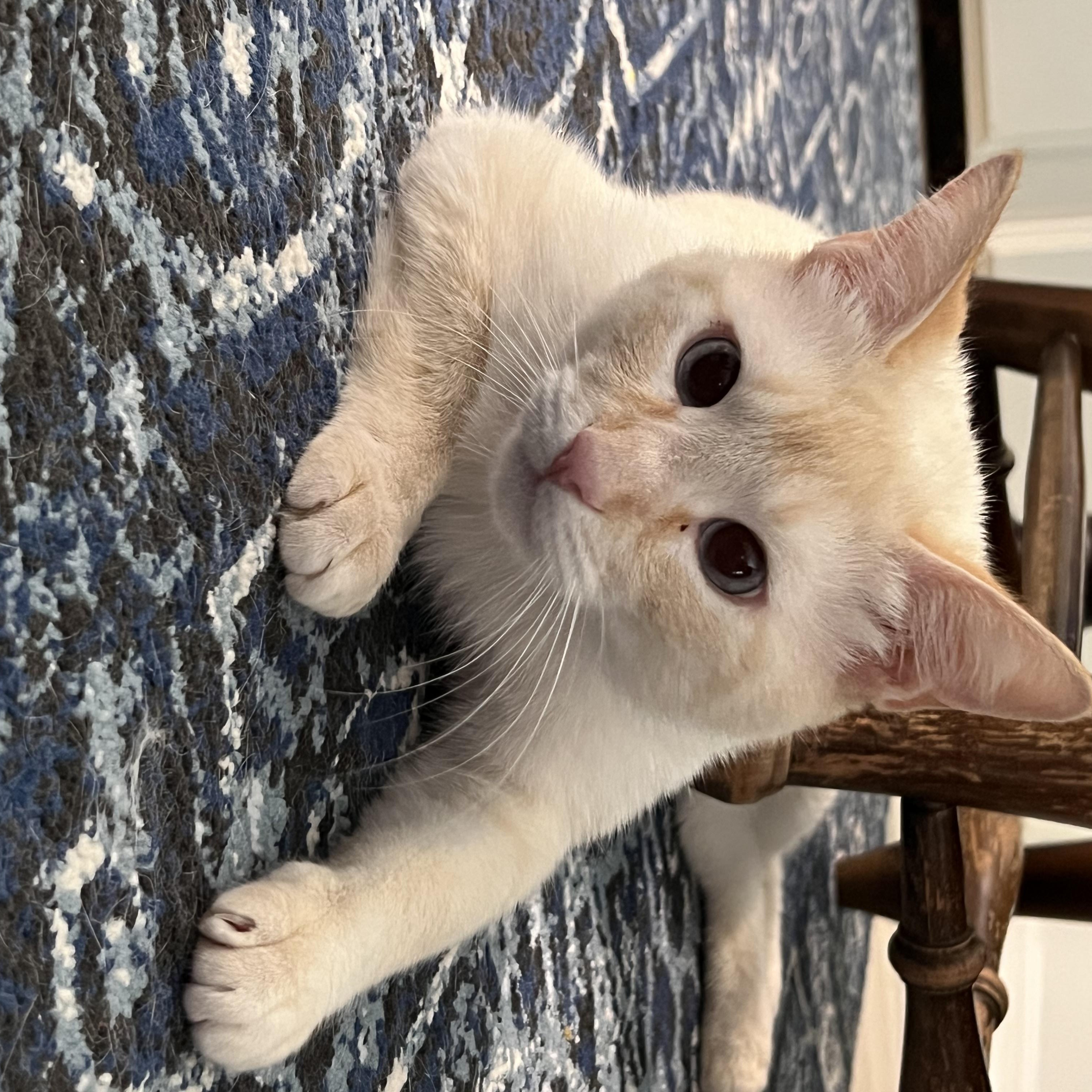 Puffin, a Adoptable mixed breed in Orlando, FL image 3/6