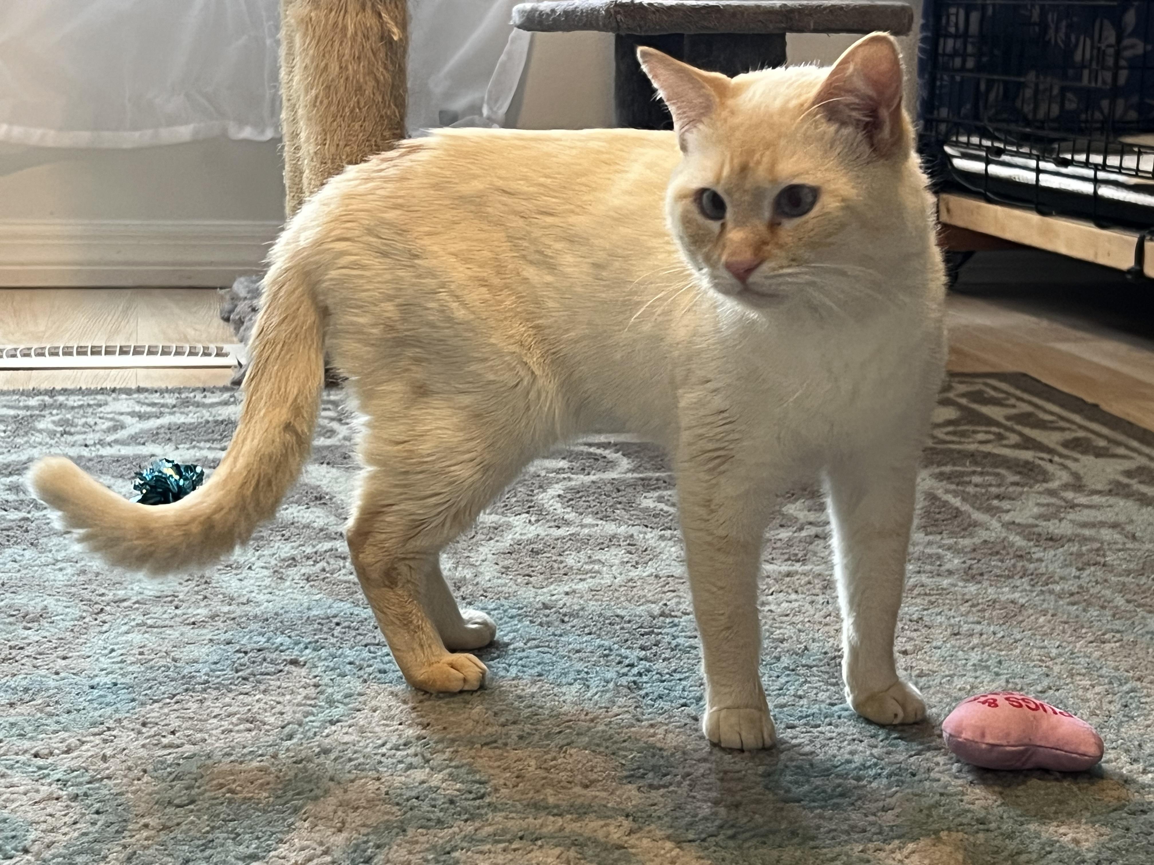 Puffin, a Adoptable mixed breed in Orlando, FL image 4/6