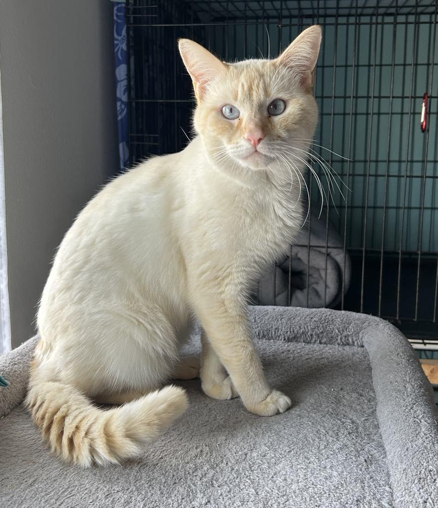 Puffin, a Adoptable mixed breed in Orlando, FL image 1/6