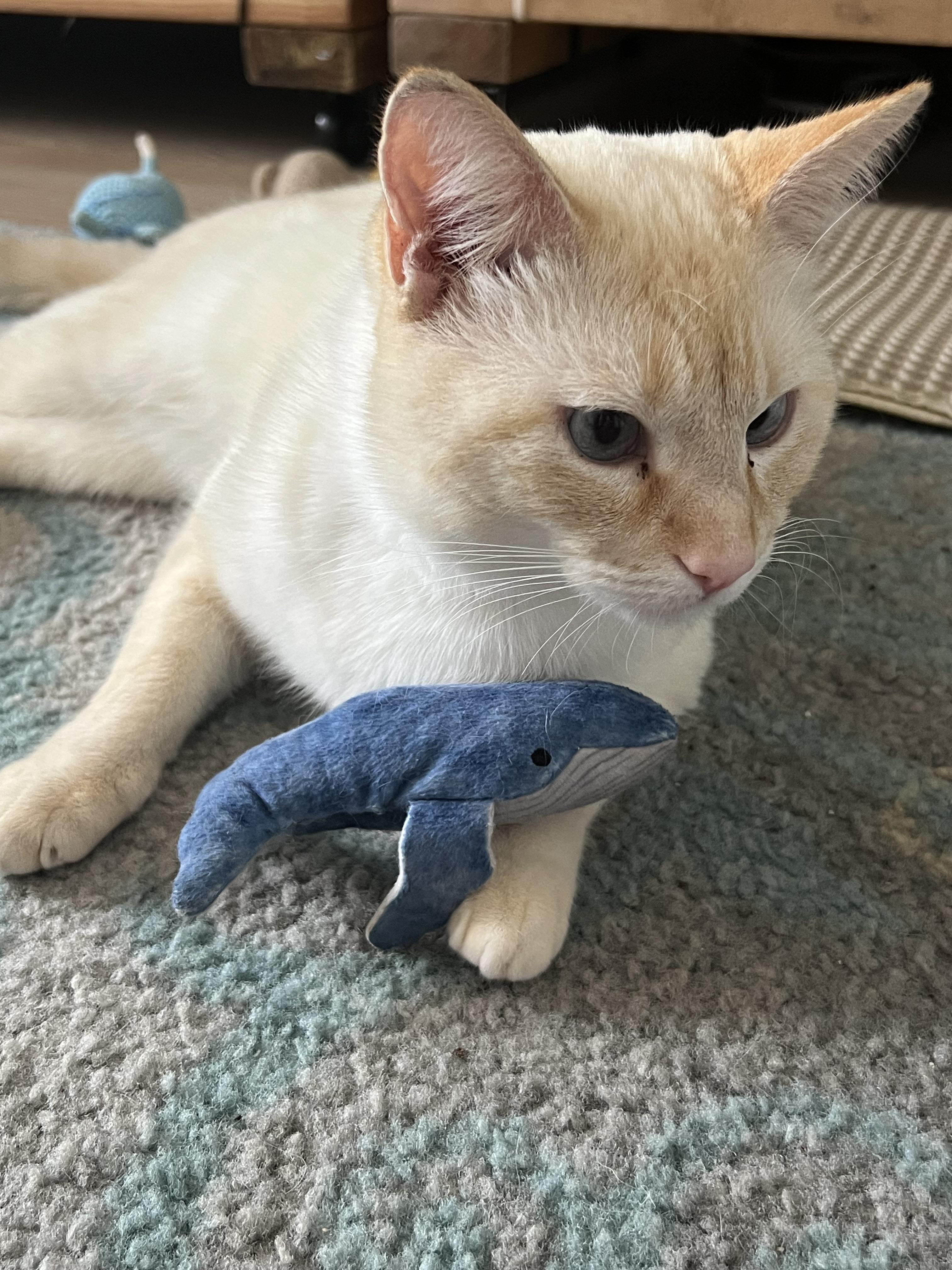 Puffin, a Adoptable mixed breed in Orlando, FL image 5/6