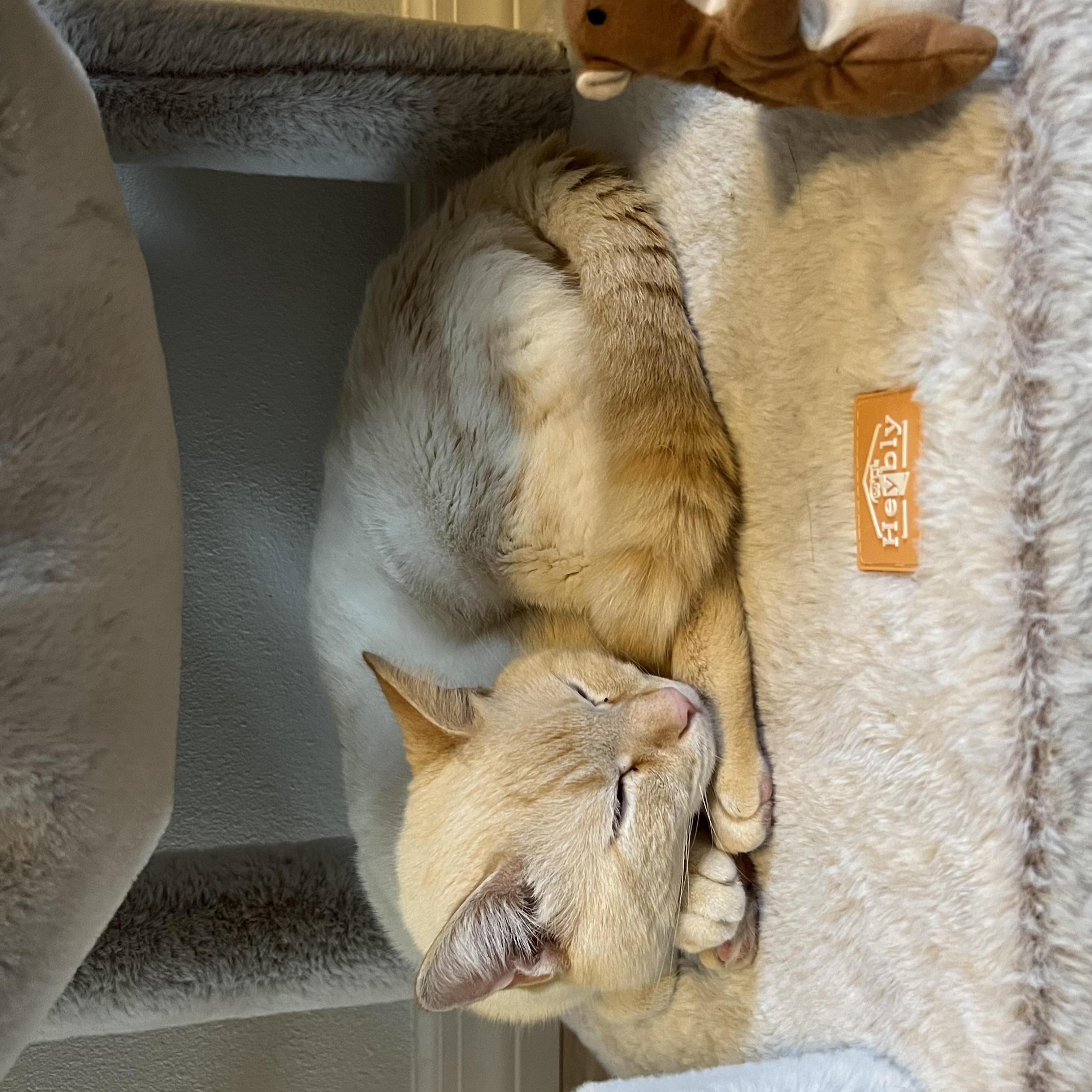 Puffin, a Adoptable mixed breed in Orlando, FL image 6/6